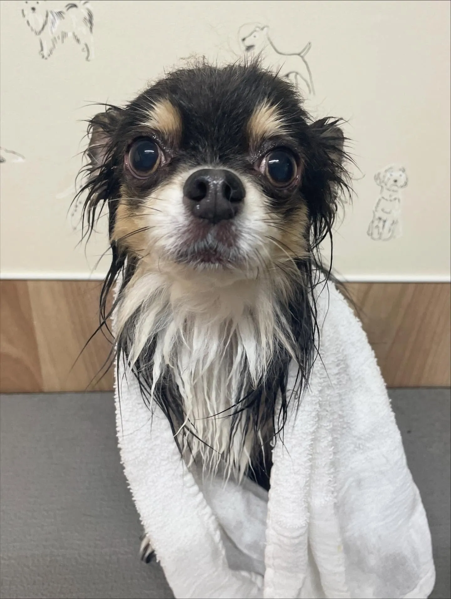 🍃今日のトリミング🍃チワワ🐶｜名東区・千種区・守山区の動物病...
