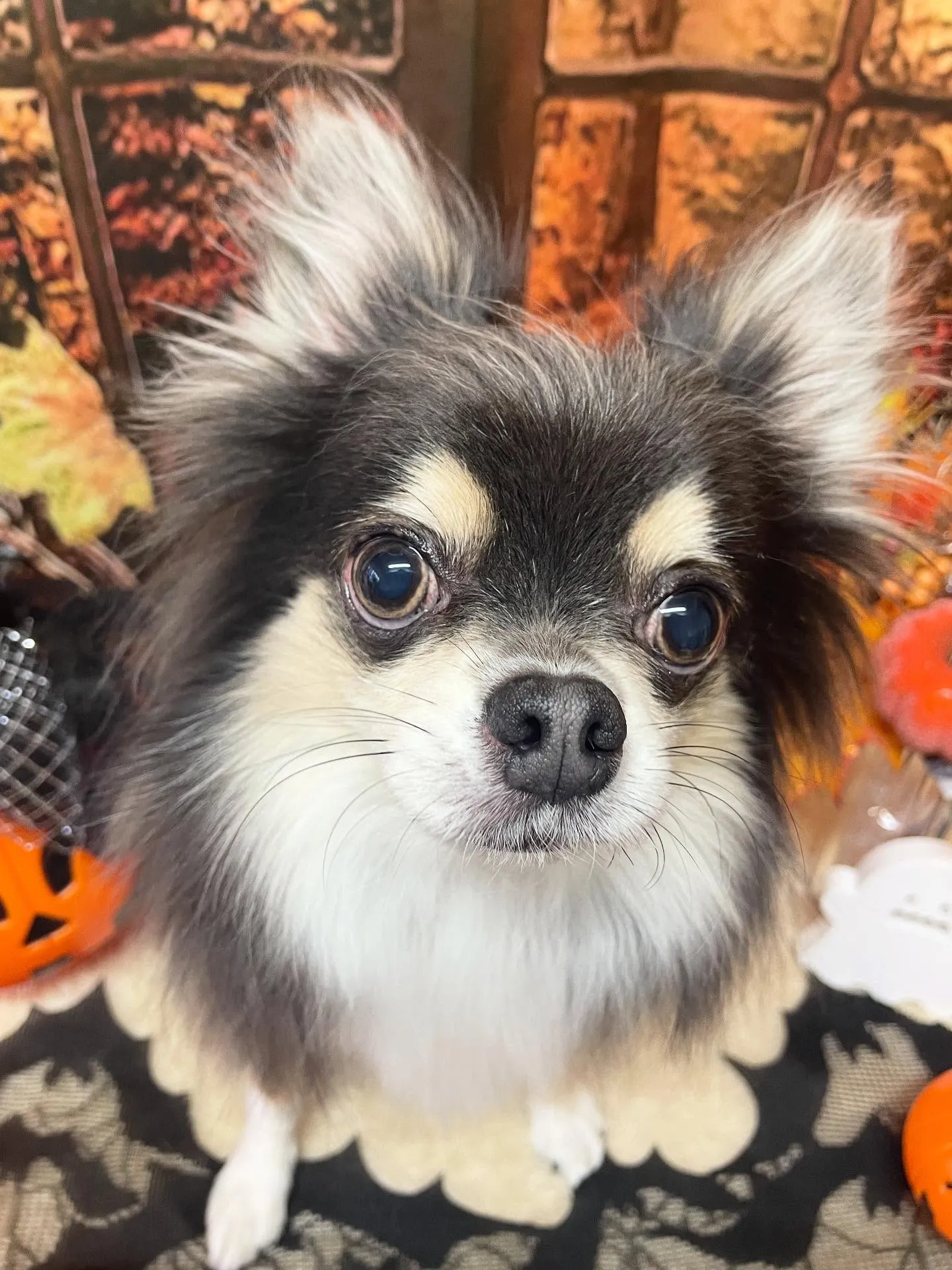 🍃今日のトリミング🍃チワワ🐶｜名東区・千種区・守山区の動物病...