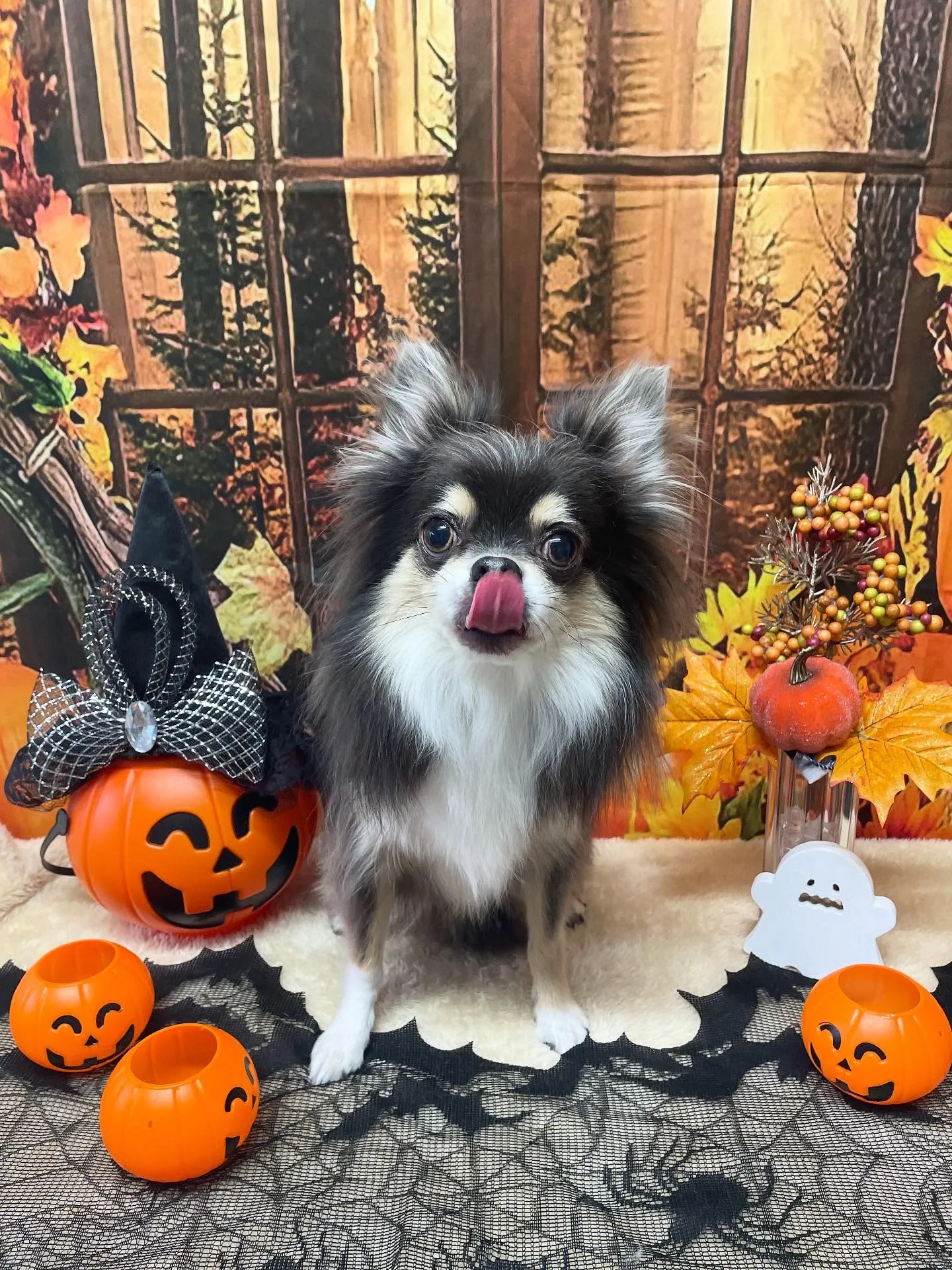 🍃今日のトリミング🍃チワワ🐶｜名東区・千種区・守山区の動物病...