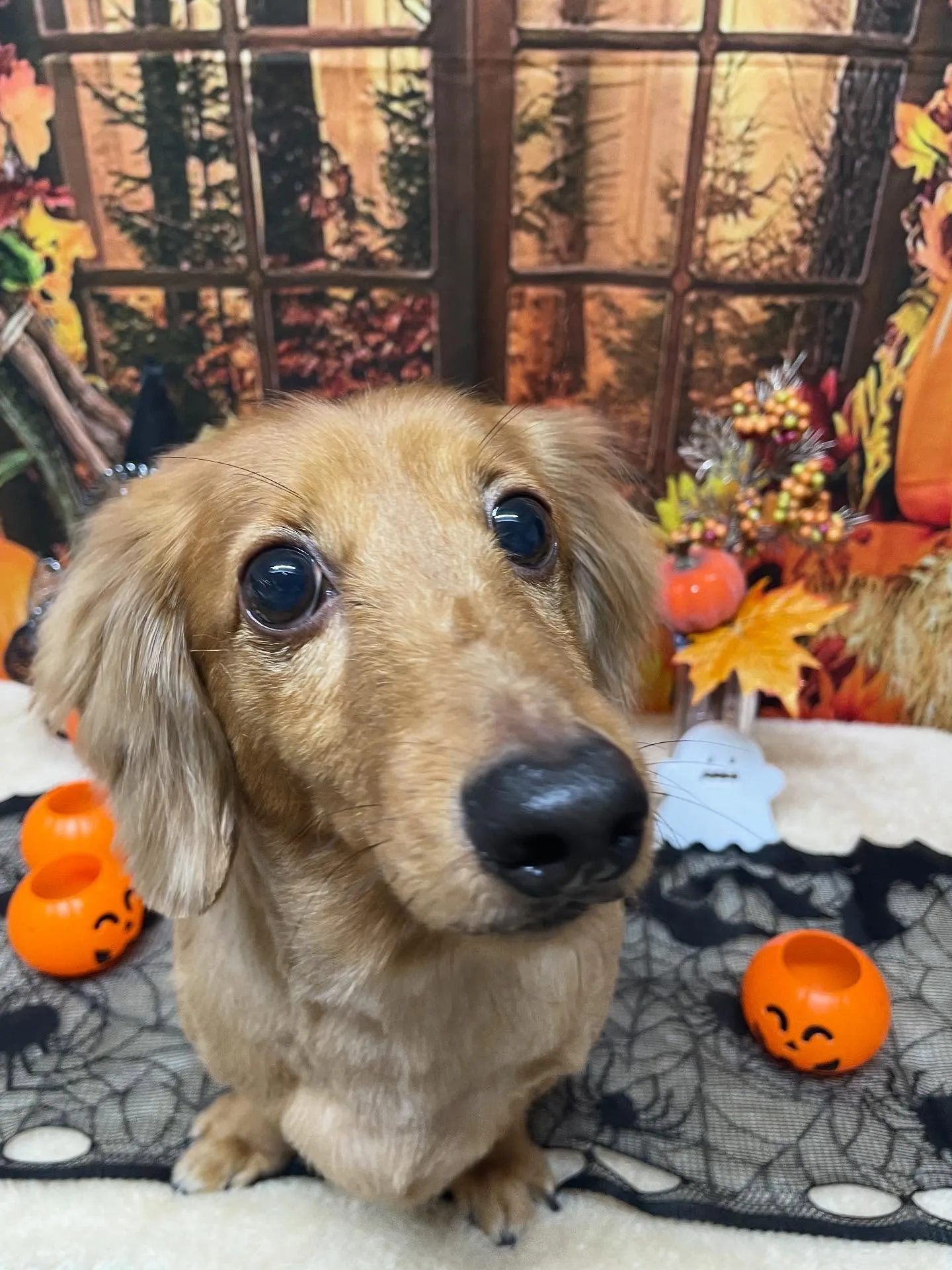 🍃今日のトリミング🍃ダックス🐶|名東区・千種区・守山区の動物...