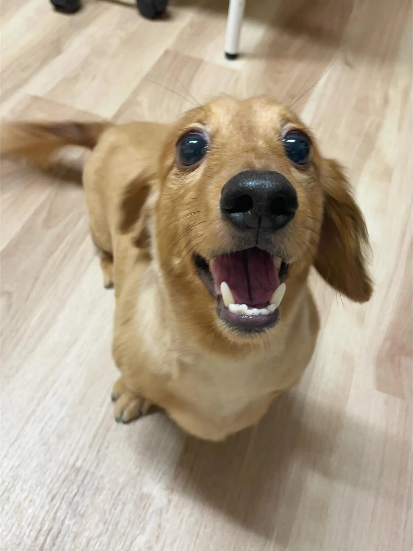 🍃今日のトリミング🍃ダックス🐶|名東区・千種区・守山区の動物...