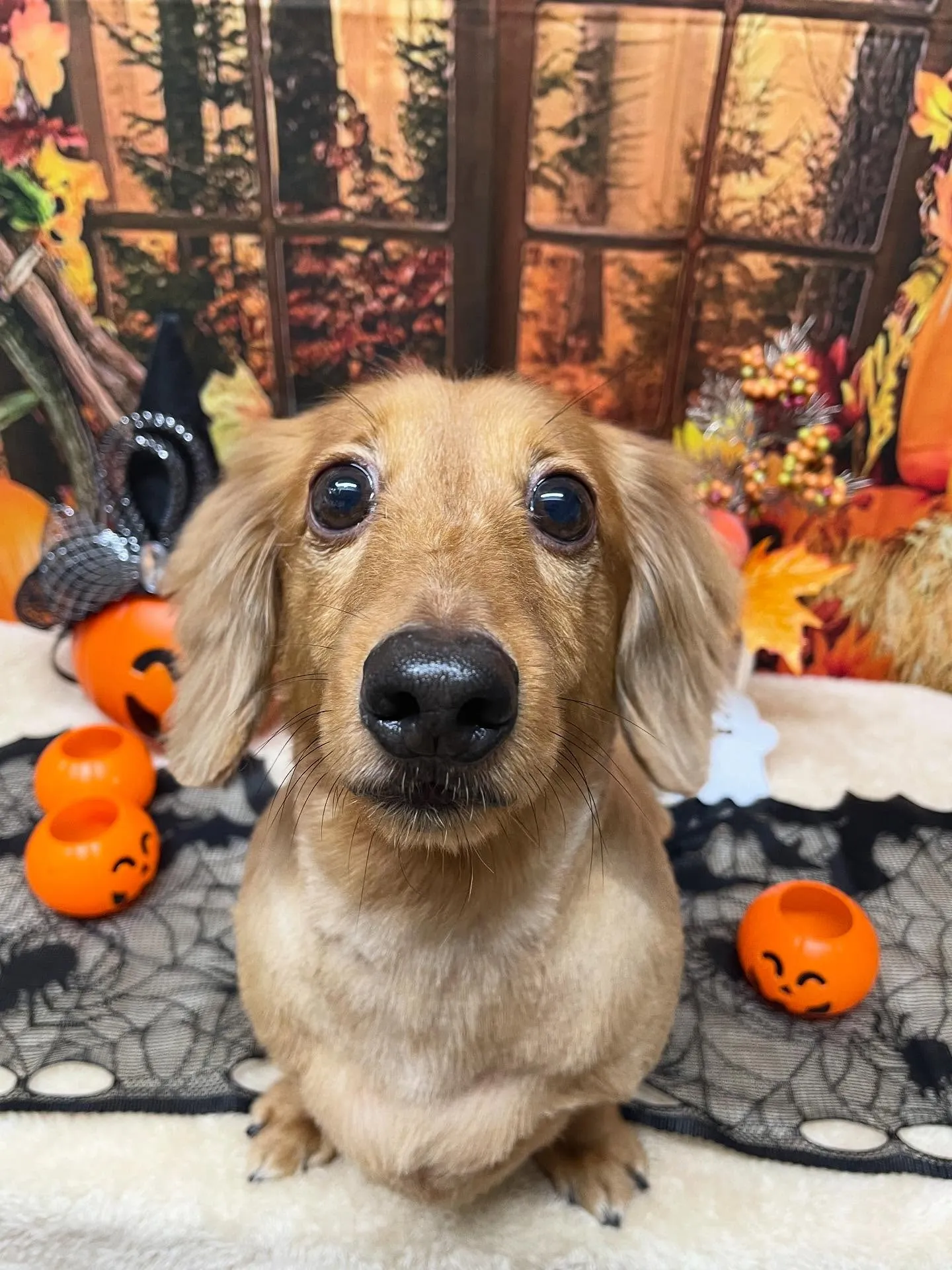 🍃今日のトリミング🍃ダックス🐶|名東区・千種区・守山区の動物...