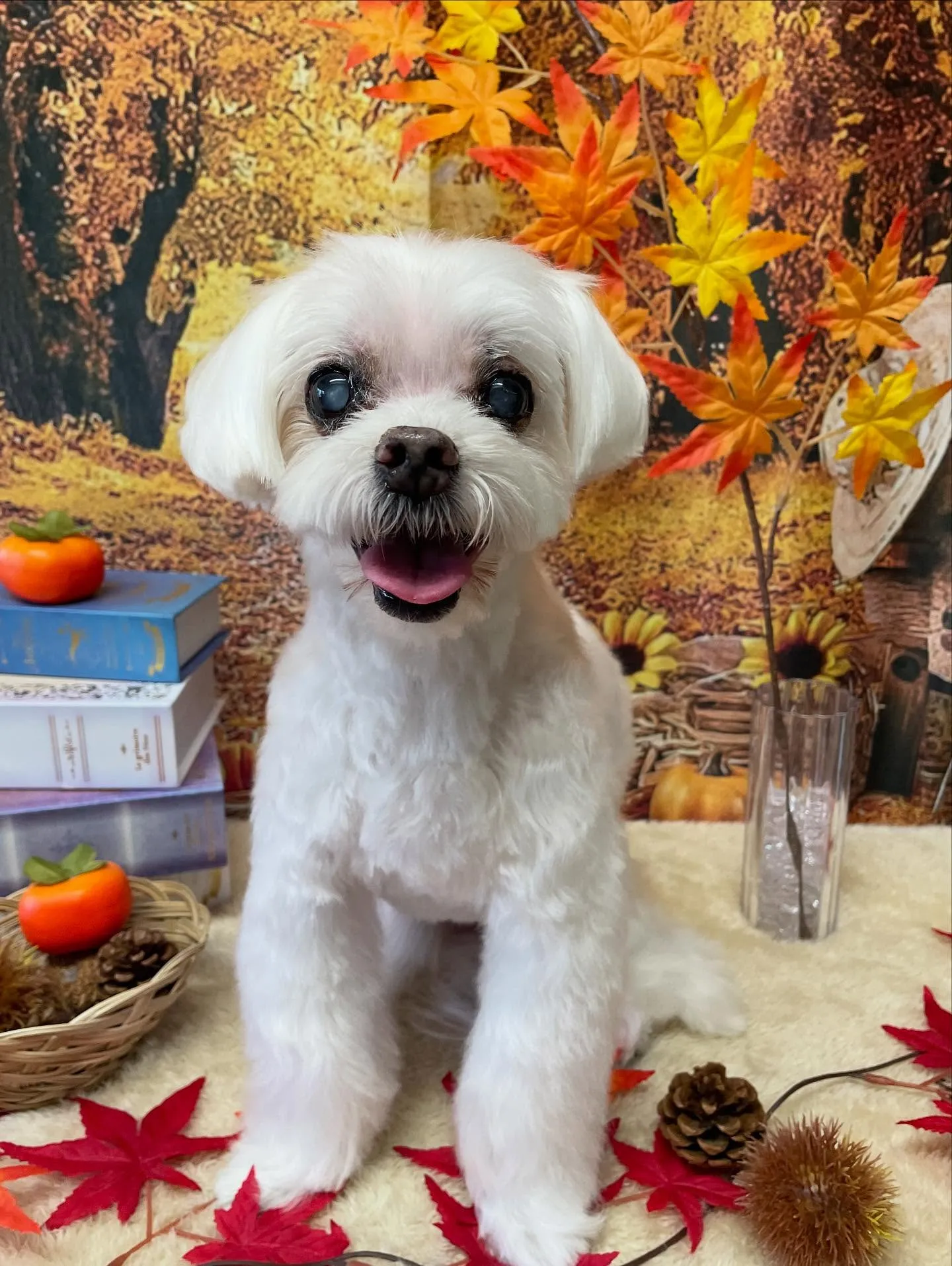 🍃今日のトリミング🍃マルチーズ🐶｜名東区・千種区・守山区の動...
