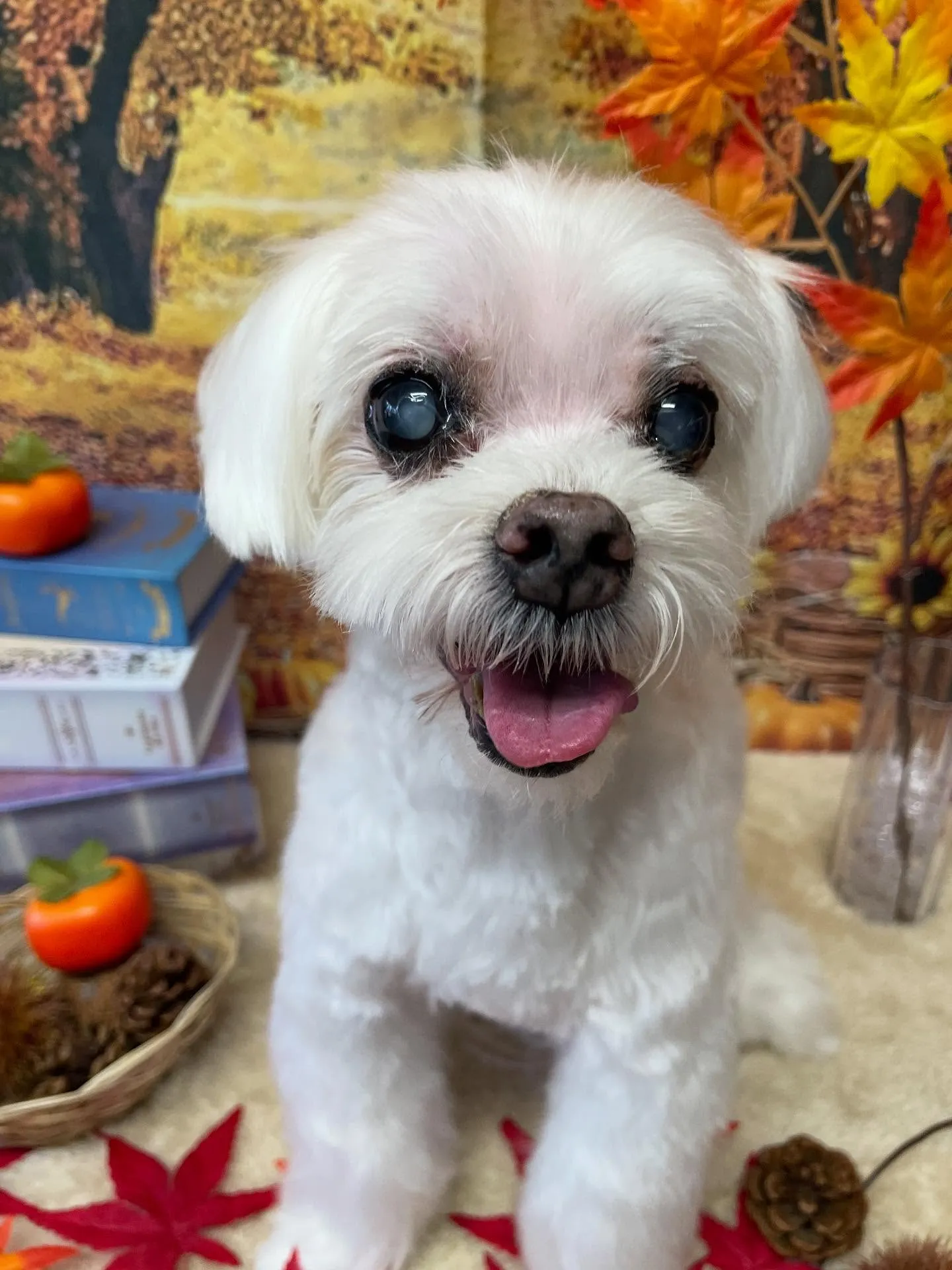🍃今日のトリミング🍃マルチーズ🐶｜名東区・千種区・守山区の動...