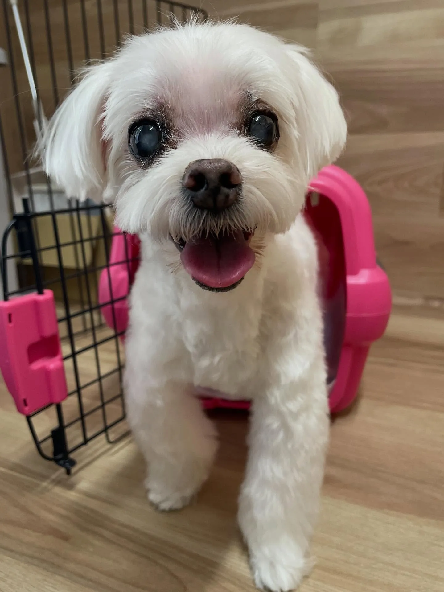 🍃今日のトリミング🍃マルチーズ🐶｜名東区・千種区・守山区の動...