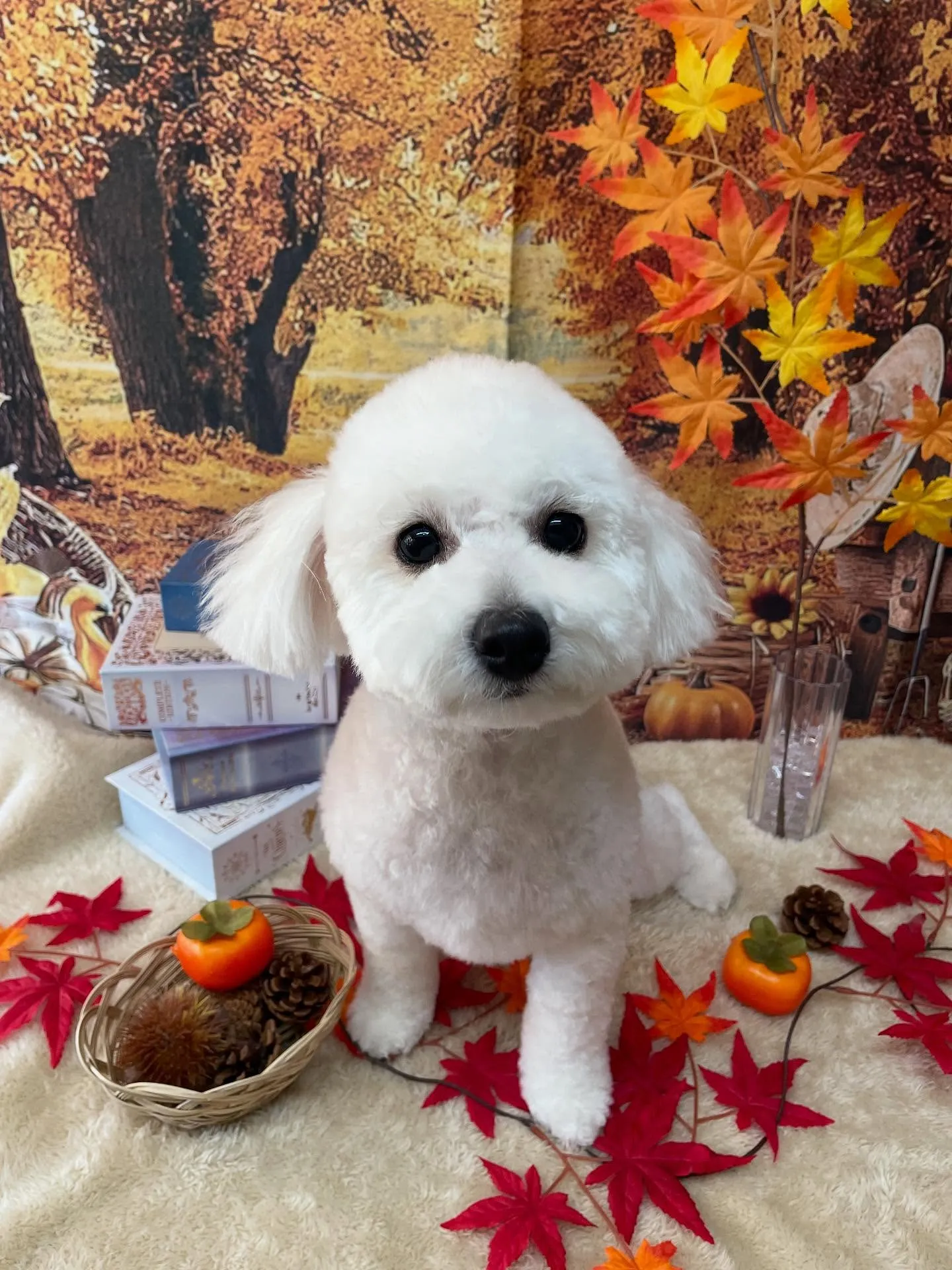 🍃今日のトリミング🍃ミックス犬🐶｜名東区・千種区・守山区の動...
