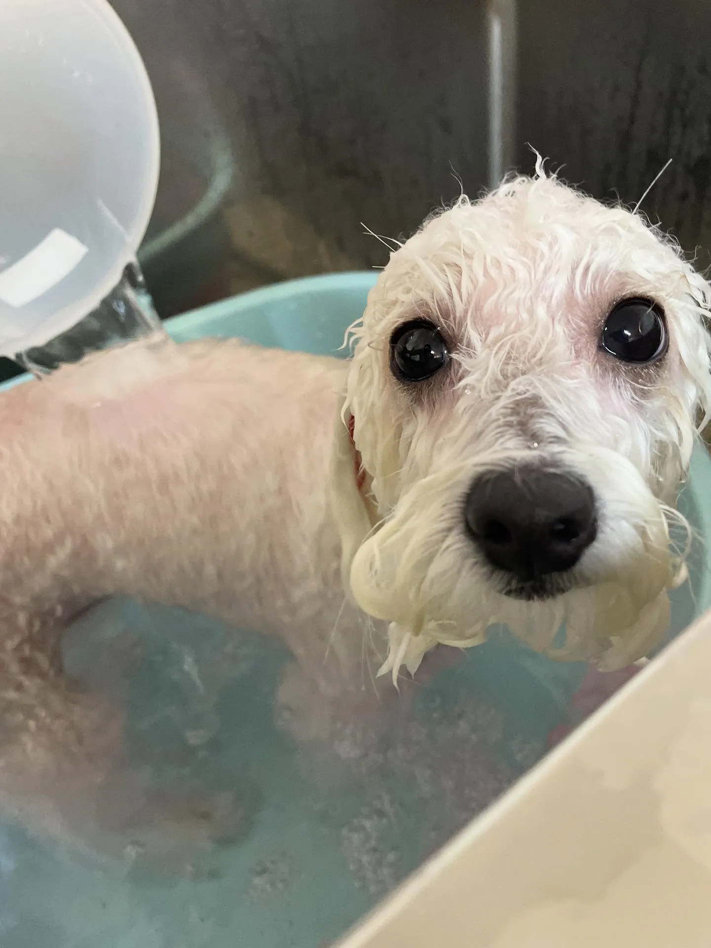 🍃今日のトリミング🍃ミックス犬🐶｜名東区・千種区・守山区の動...