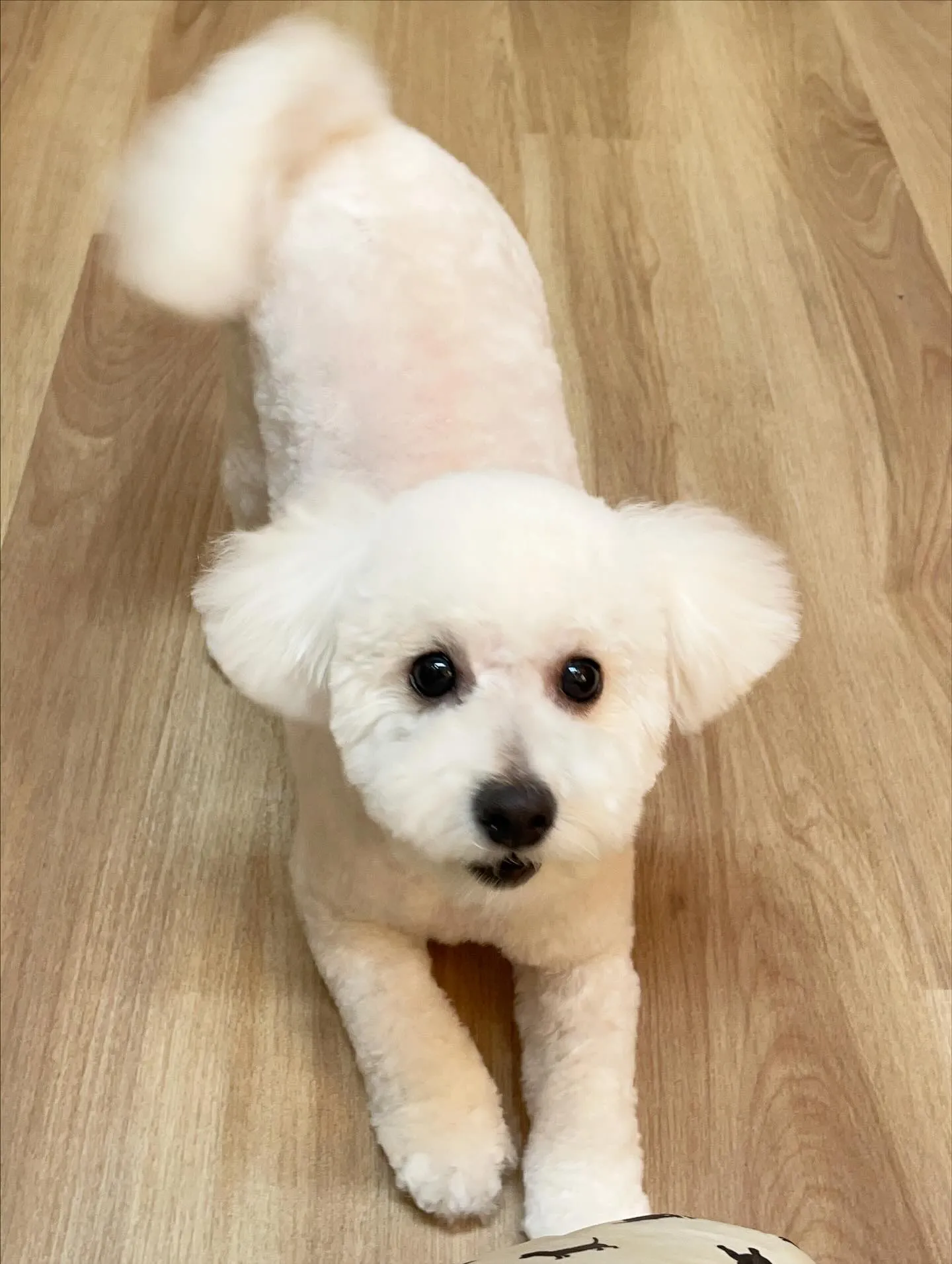 🍃今日のトリミング🍃ミックス犬🐶｜名東区・千種区・守山区の動...