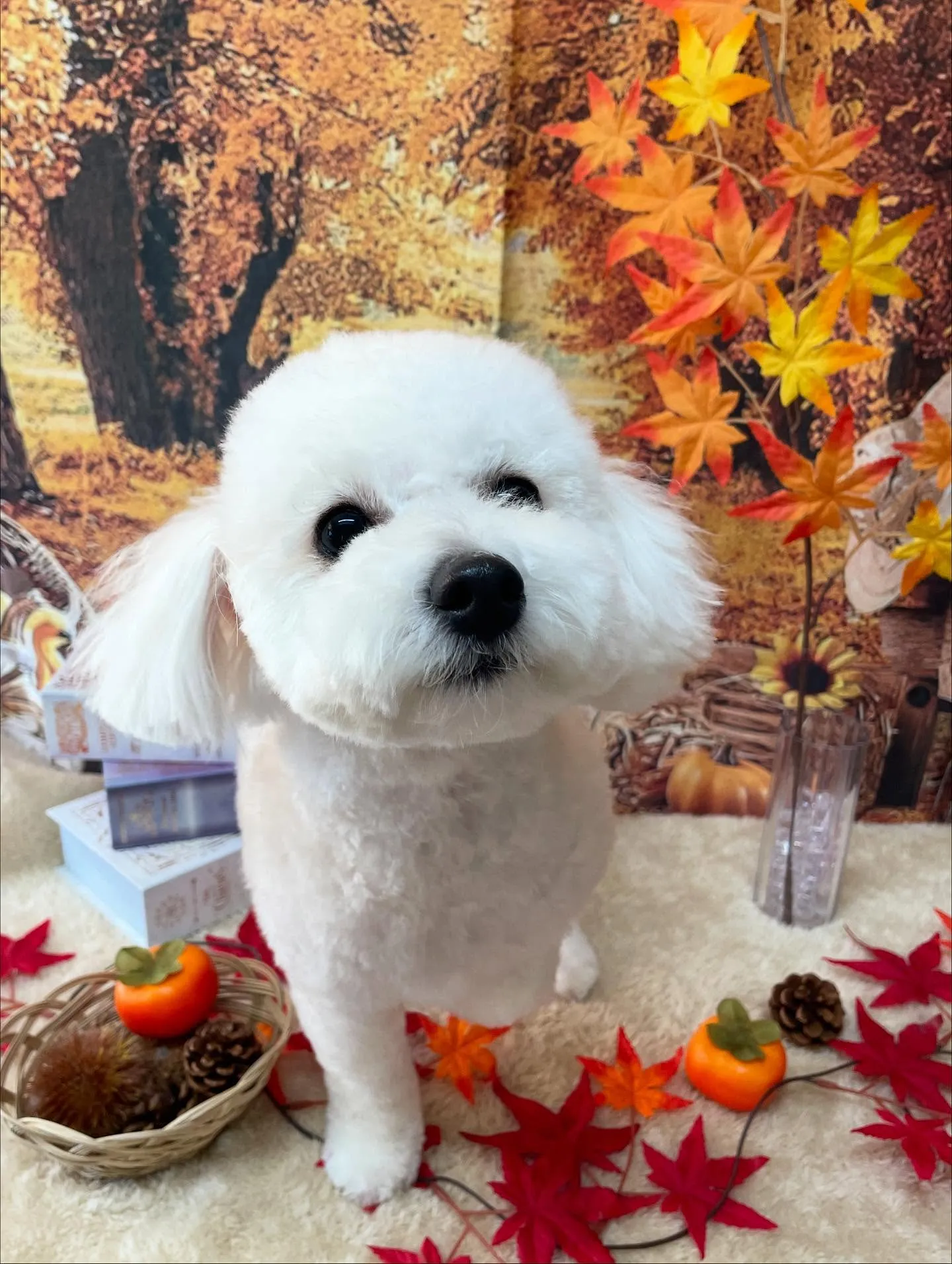 🍃今日のトリミング🍃ミックス犬🐶｜名東区・千種区・守山区の動...