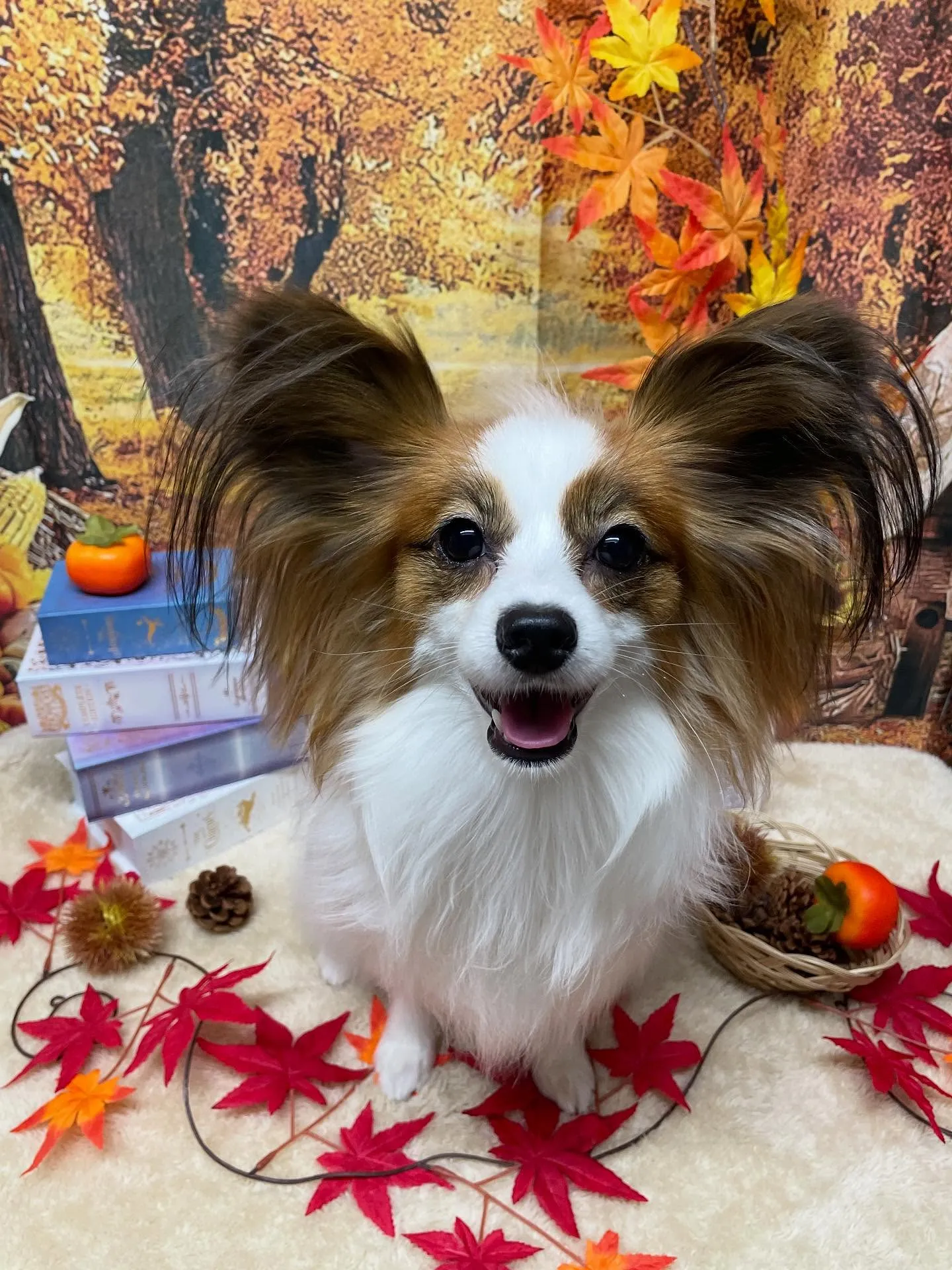 🍃今日のトリミング🍃パピヨン🐶｜名東区・千種区・守山区の動物...