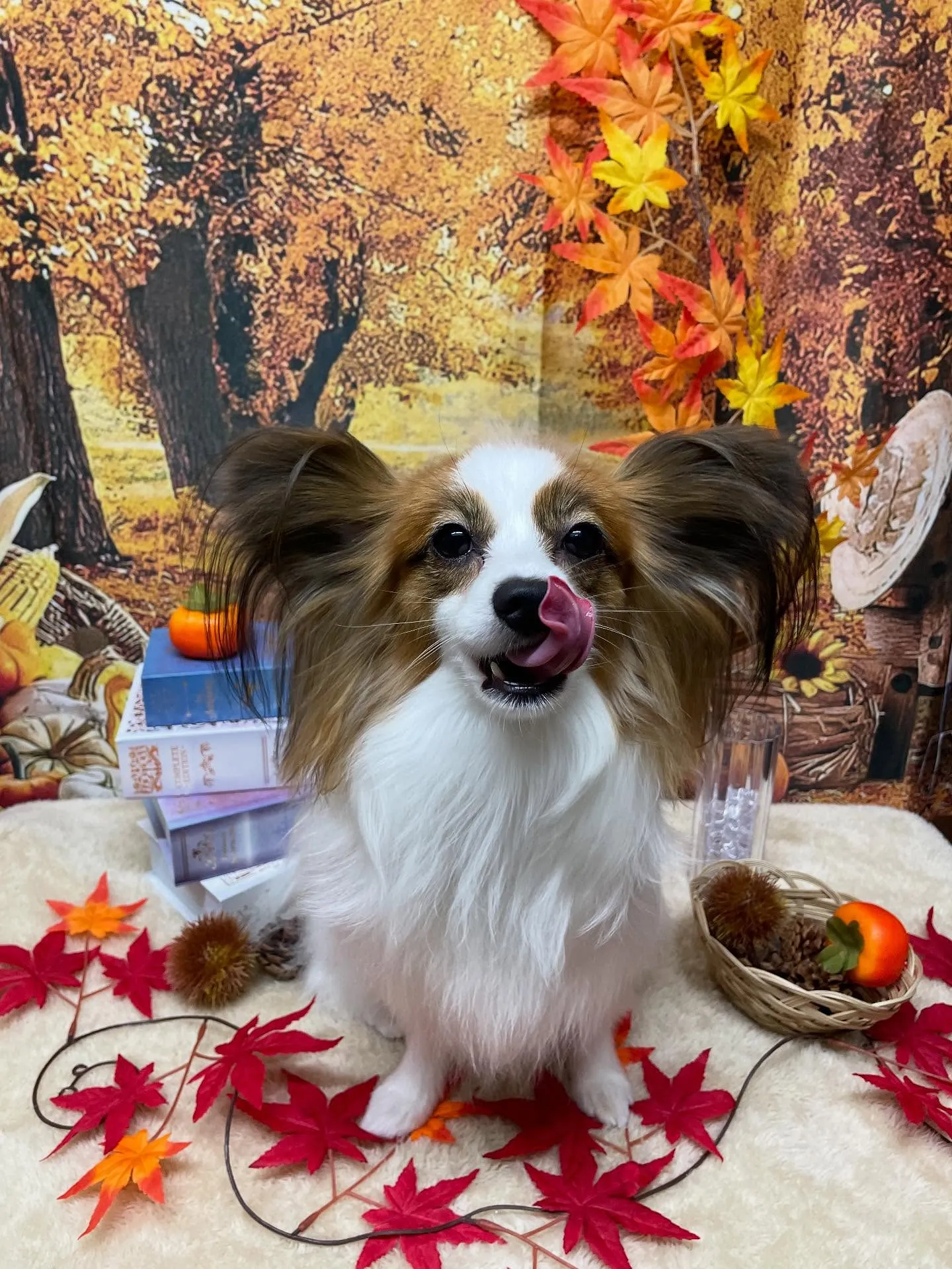 🍃今日のトリミング🍃パピヨン🐶｜名東区・千種区・守山区の動物...