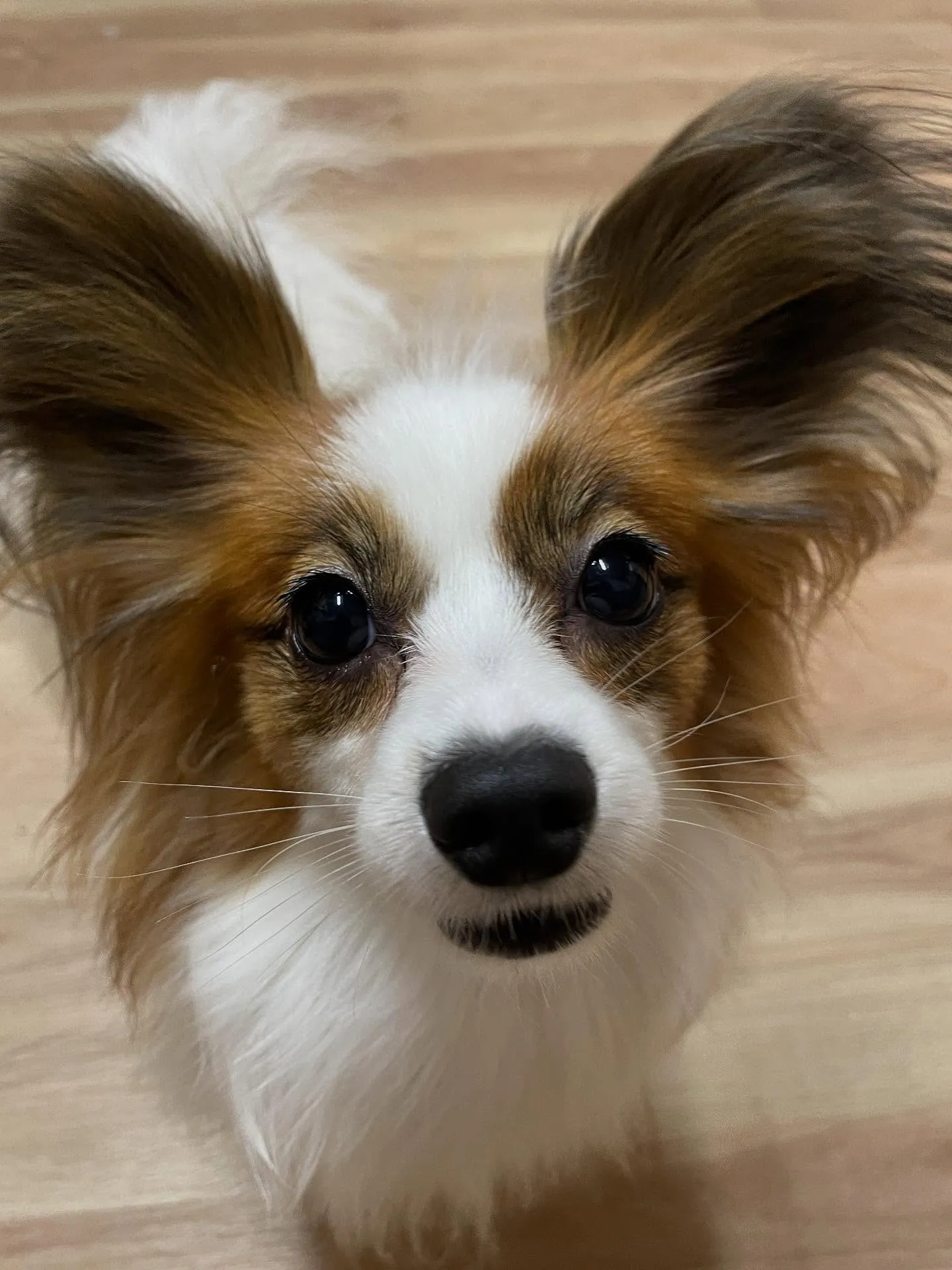 🍃今日のトリミング🍃パピヨン🐶｜名東区・千種区・守山区の動物...