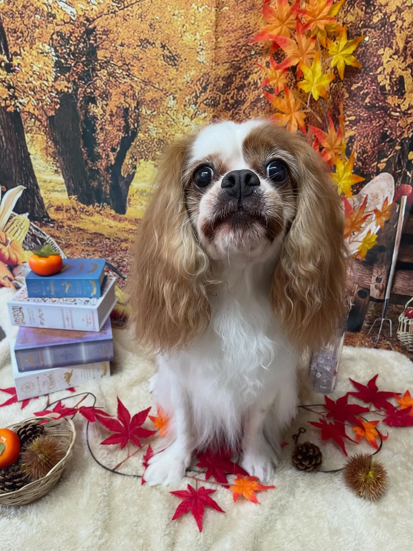 🍃今日のトリミング🍃キャバリア🐶|名東区・千種区・守山区の動...