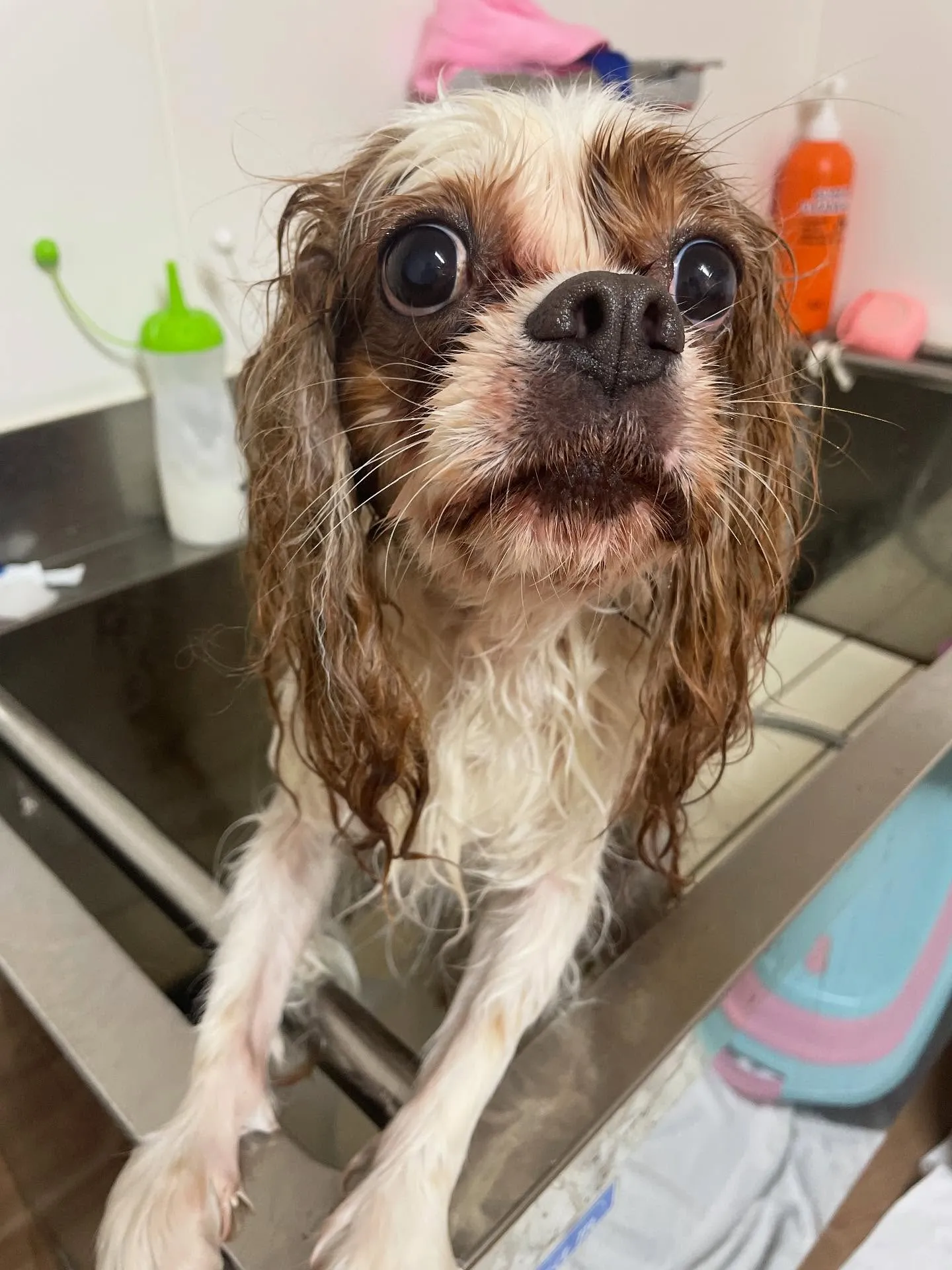 🍃今日のトリミング🍃キャバリア🐶|名東区・千種区・守山区の動...