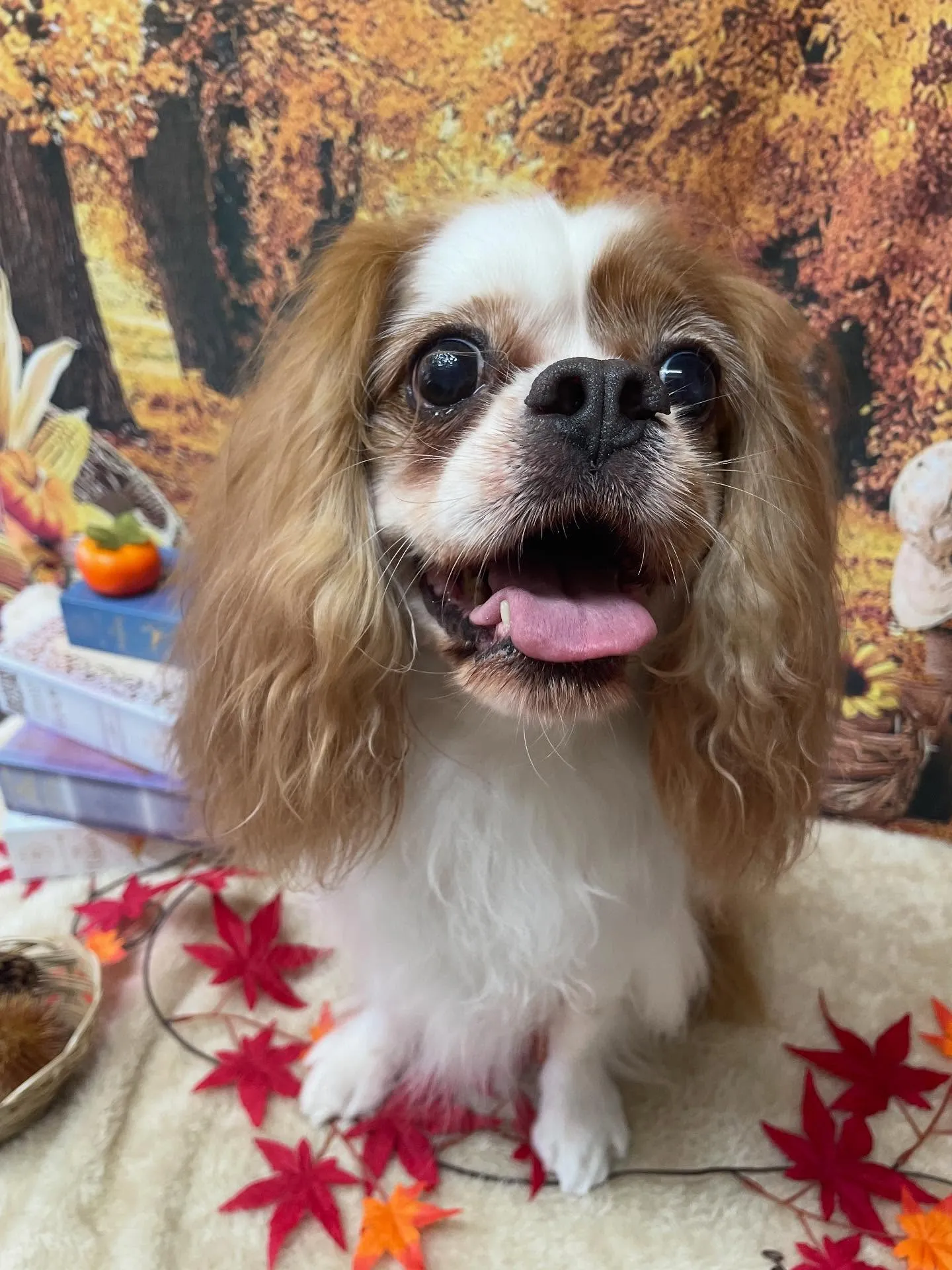 🍃今日のトリミング🍃キャバリア🐶|名東区・千種区・守山区の動...