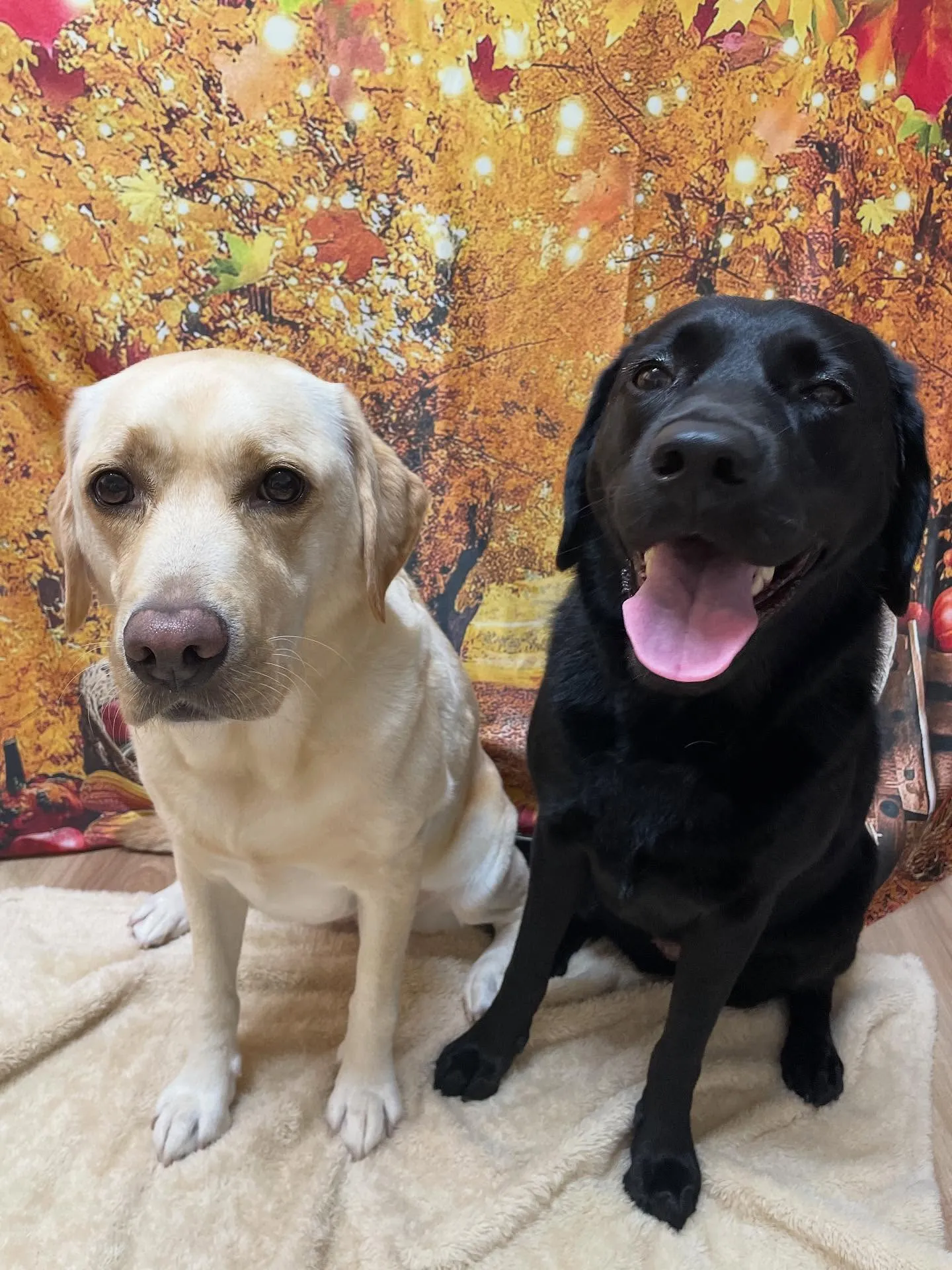 🍃今日のトリミング🍃ラブラドールレトリバー🐶|名東区・千種区...