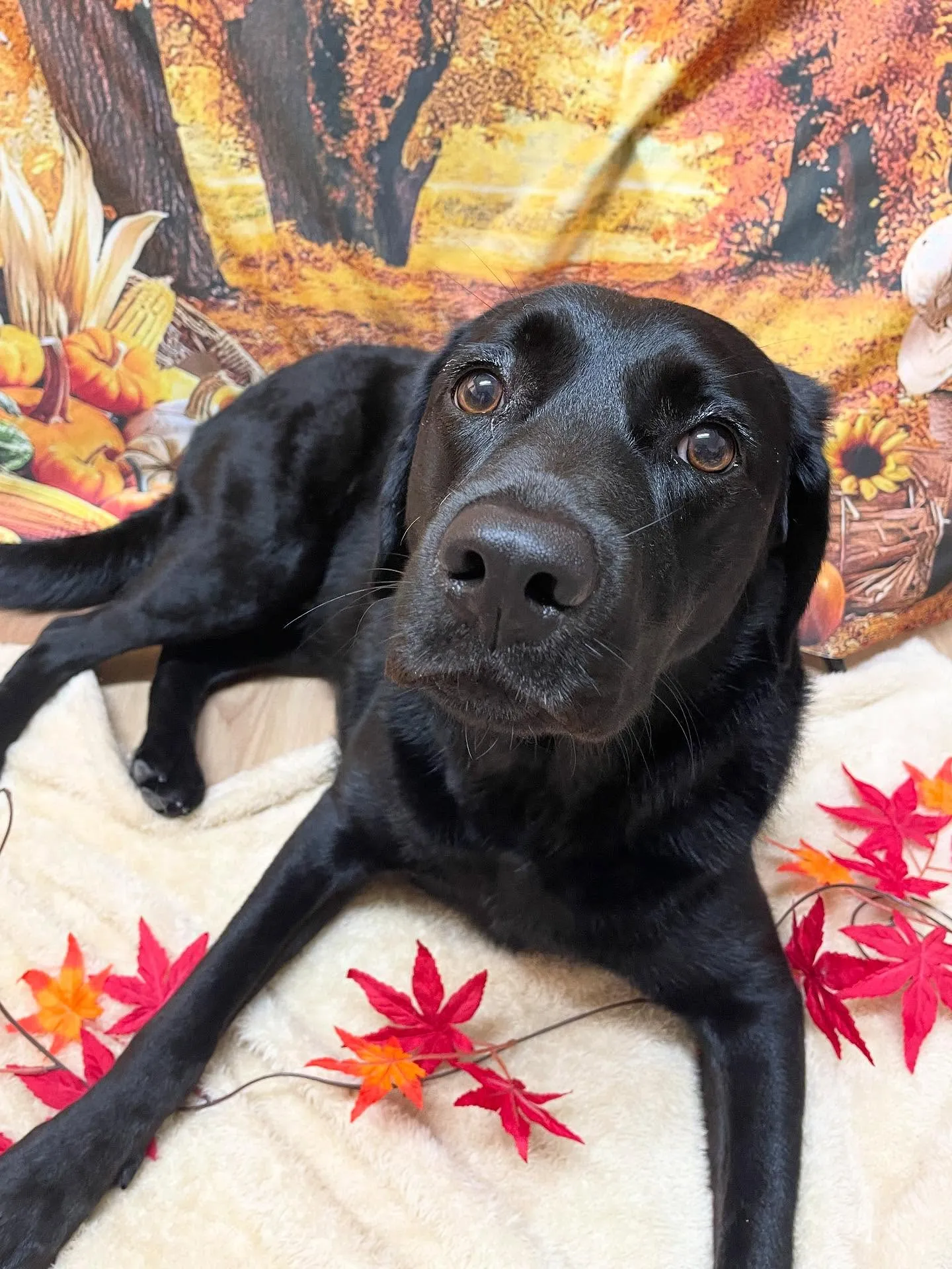 🍃今日のトリミング🍃ラブラドールレトリバー🐶|名東区・千種区...