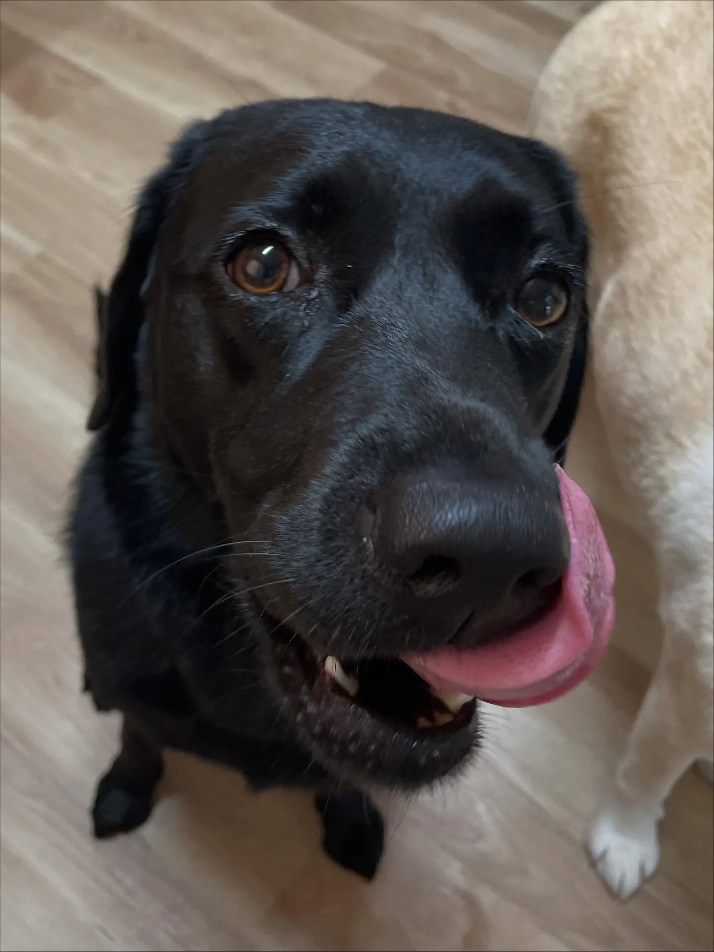 🍃今日のトリミング🍃ラブラドールレトリバー🐶|名東区・千種区...