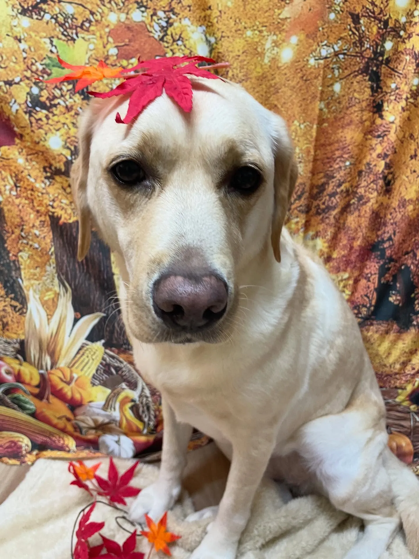 🍃今日のトリミング🍃ラブラドールレトリバー🐶|名東区・千種区...