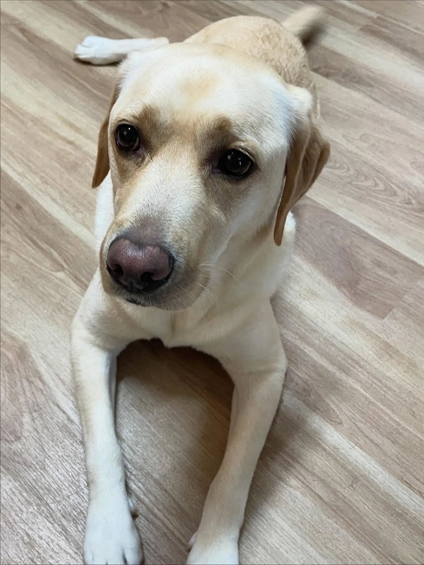 🍃今日のトリミング🍃ラブラドールレトリバー🐶|名東区・千種区...