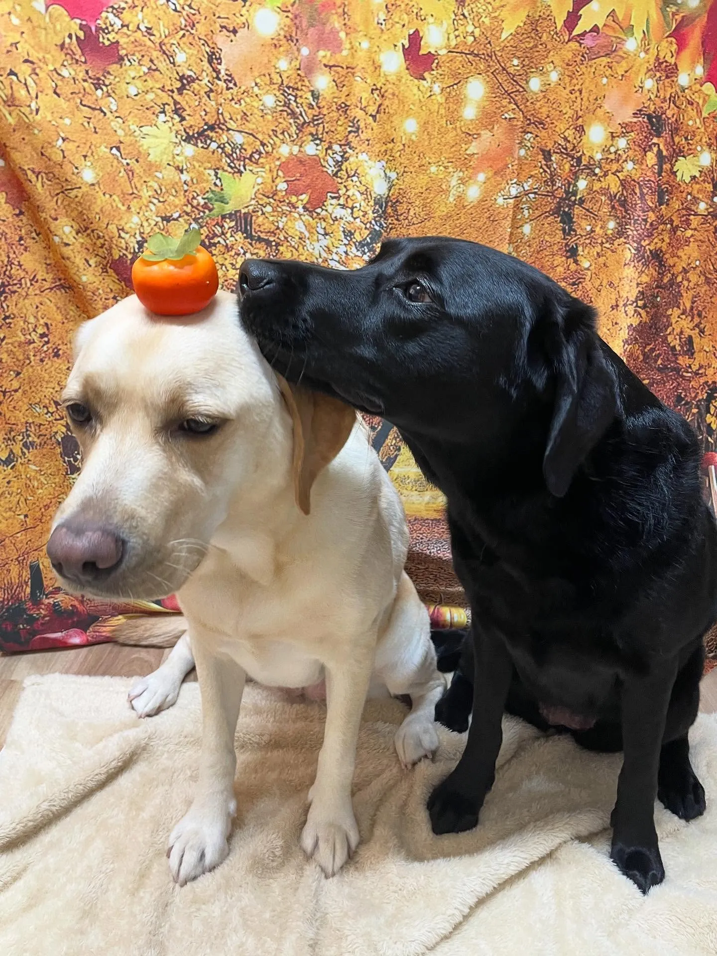 🍃今日のトリミング🍃ラブラドールレトリバー🐶|名東区・千種区...