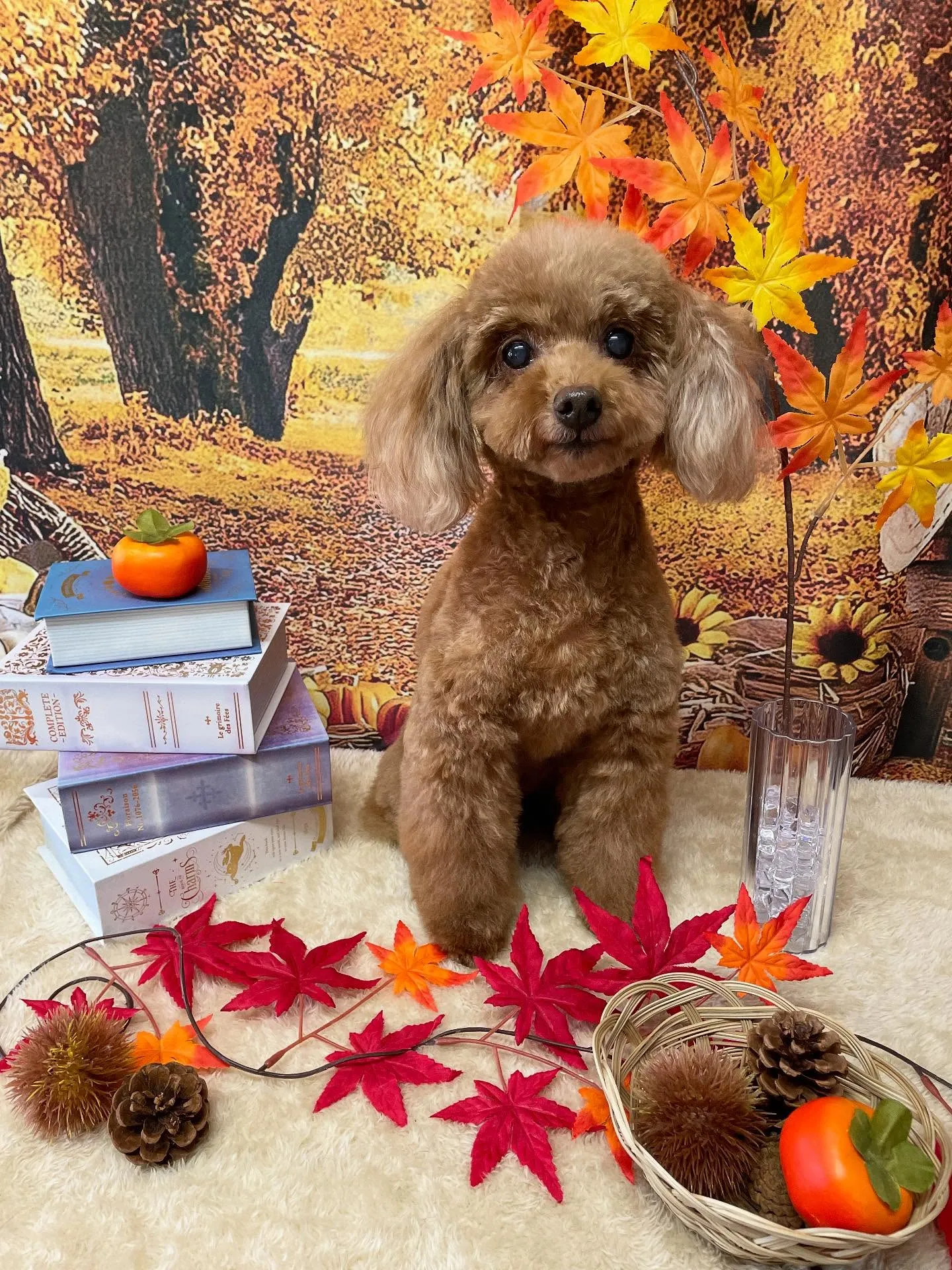 🍃今日のトリミング🍃プードル🐶|名東区・千種区・守山区の動物...