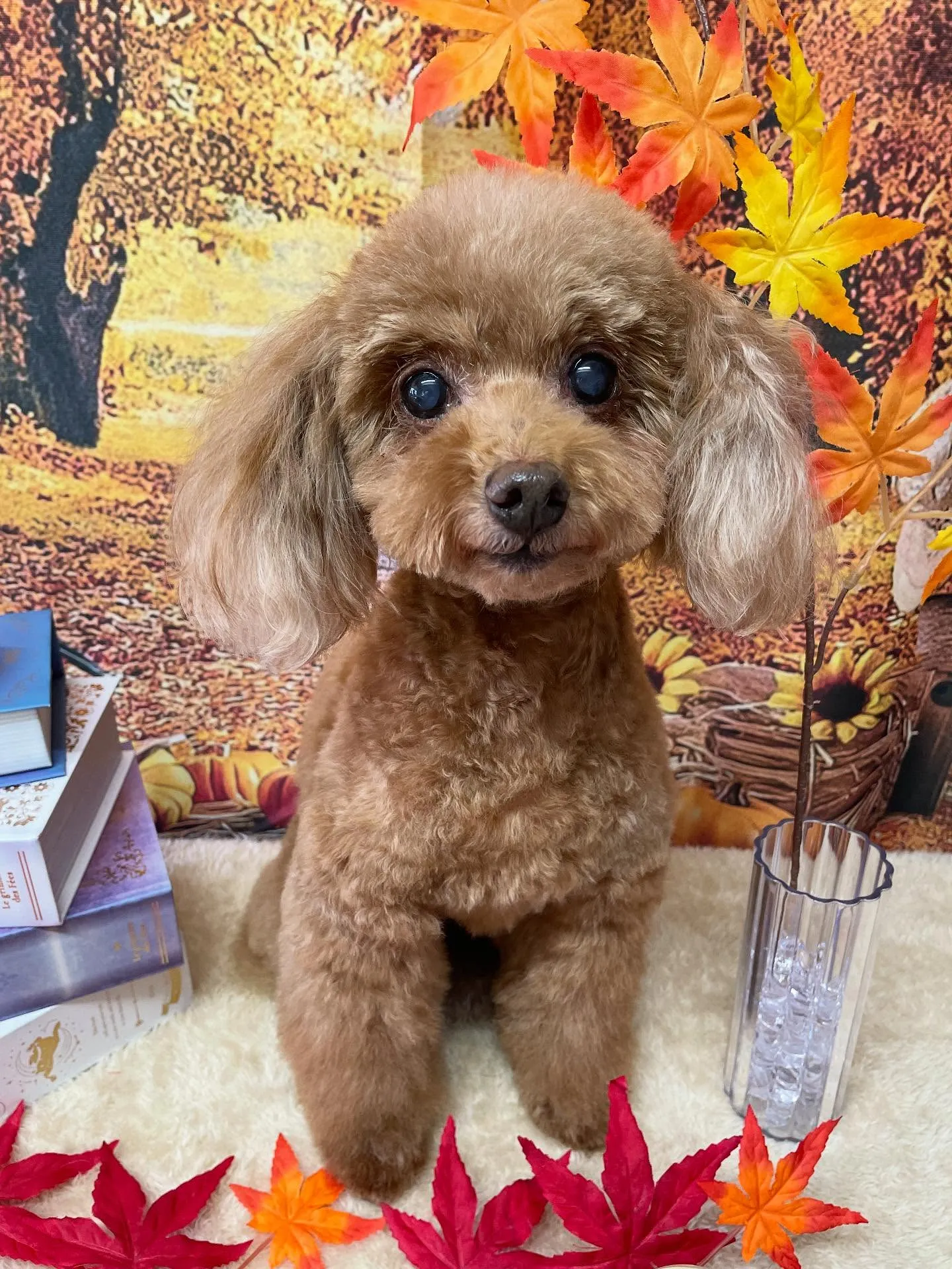 🍃今日のトリミング🍃プードル🐶|名東区・千種区・守山区の動物...