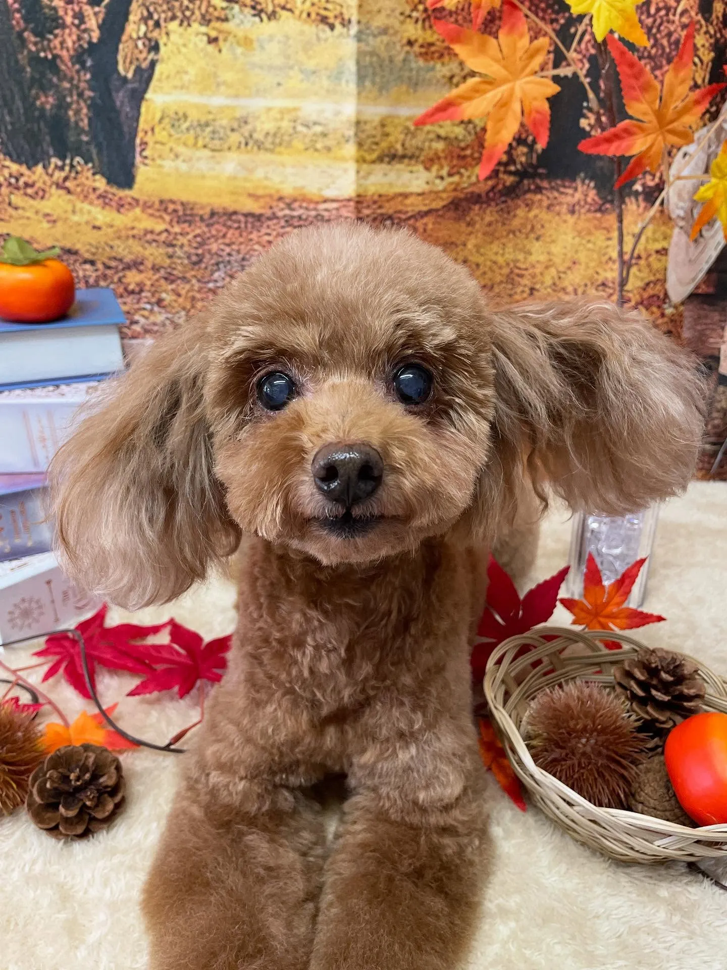 🍃今日のトリミング🍃プードル🐶|名東区・千種区・守山区の動物...