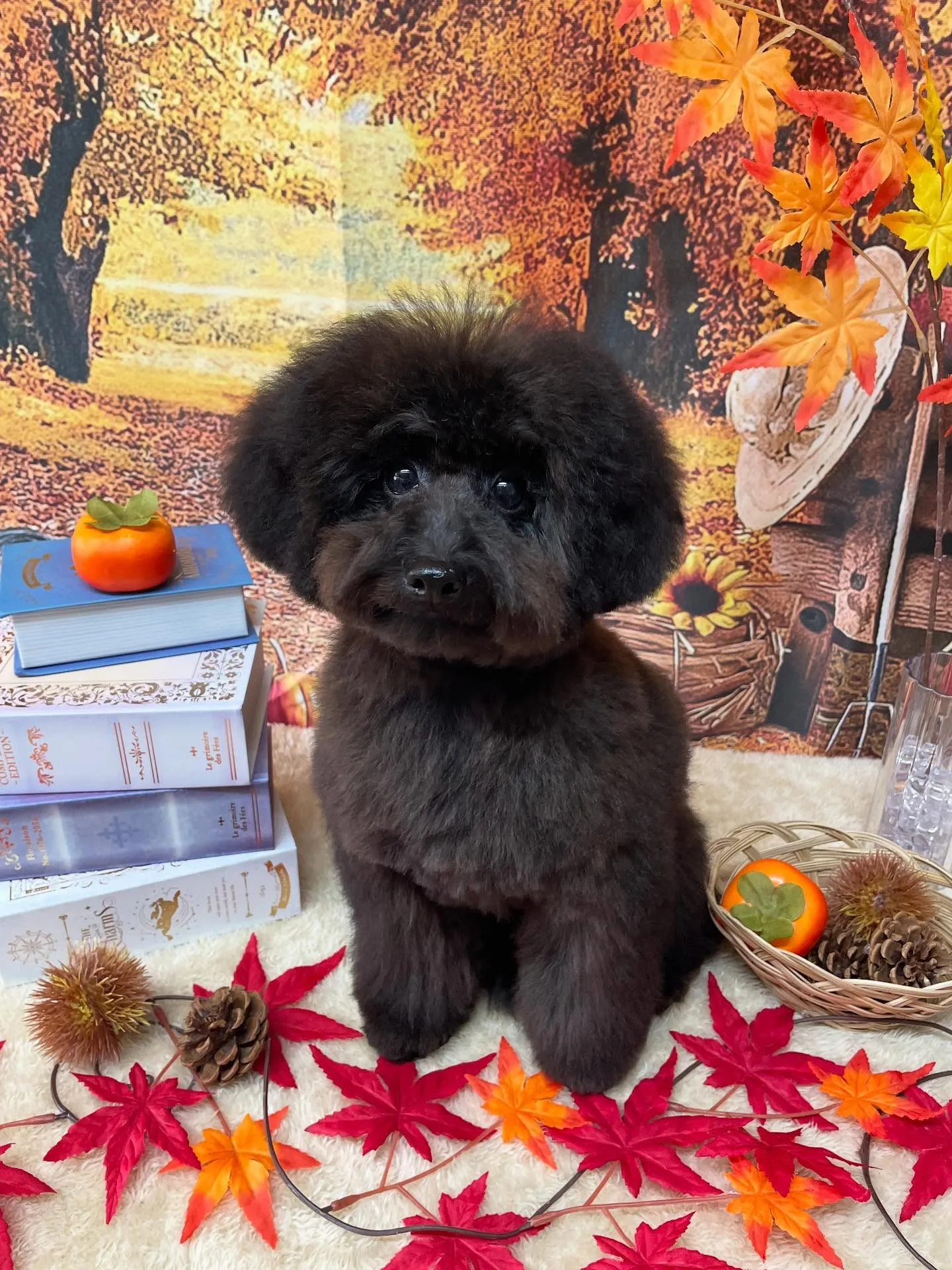 🍃今日のトリミング🍃プードル🐶｜名東区・千種区・守山区の動物...