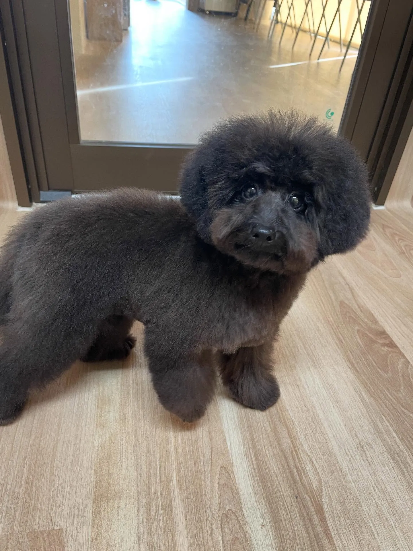 🍃今日のトリミング🍃プードル🐶｜名東区・千種区・守山区の動物...