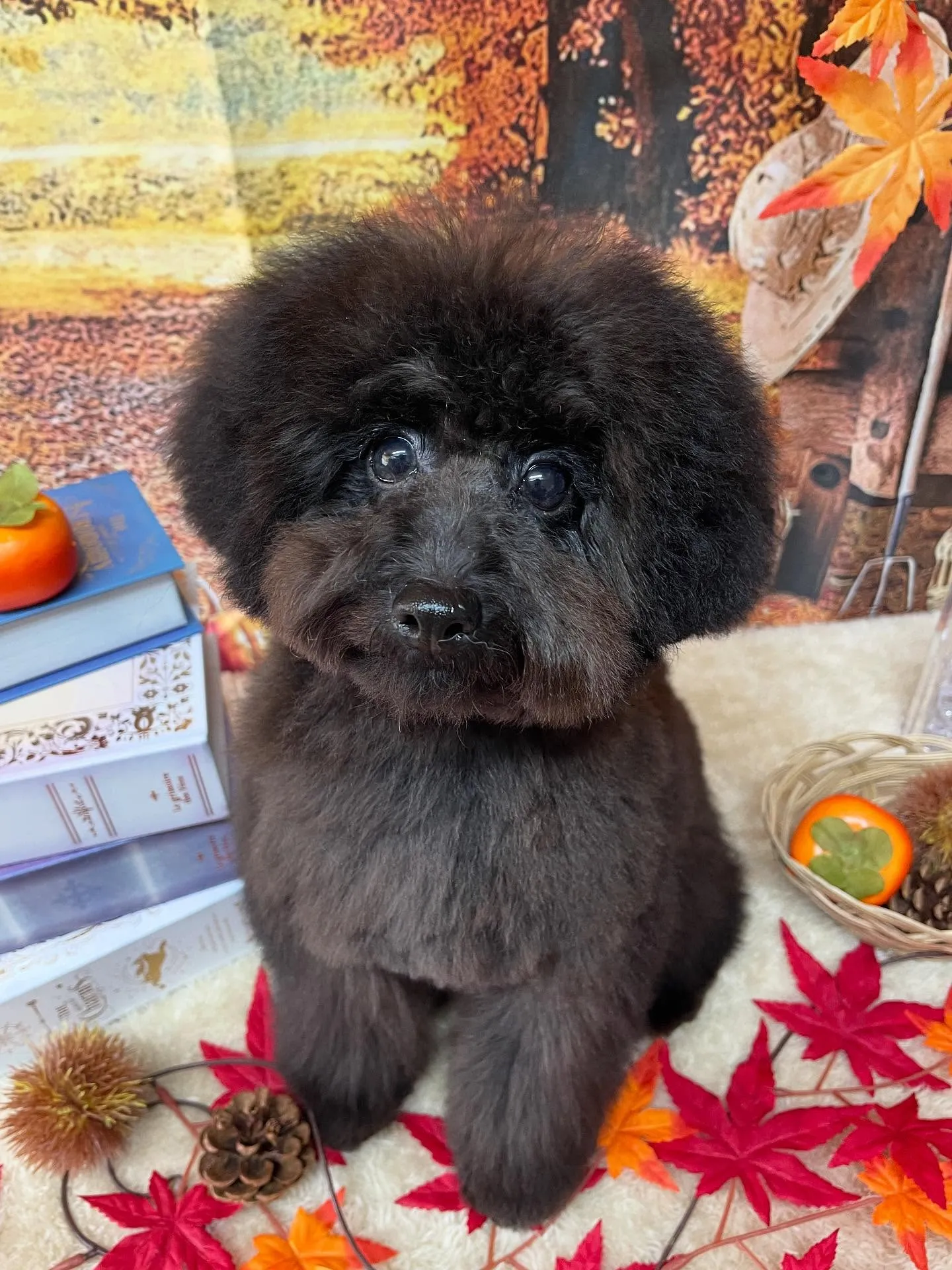 🍃今日のトリミング🍃プードル🐶｜名東区・千種区・守山区の動物...