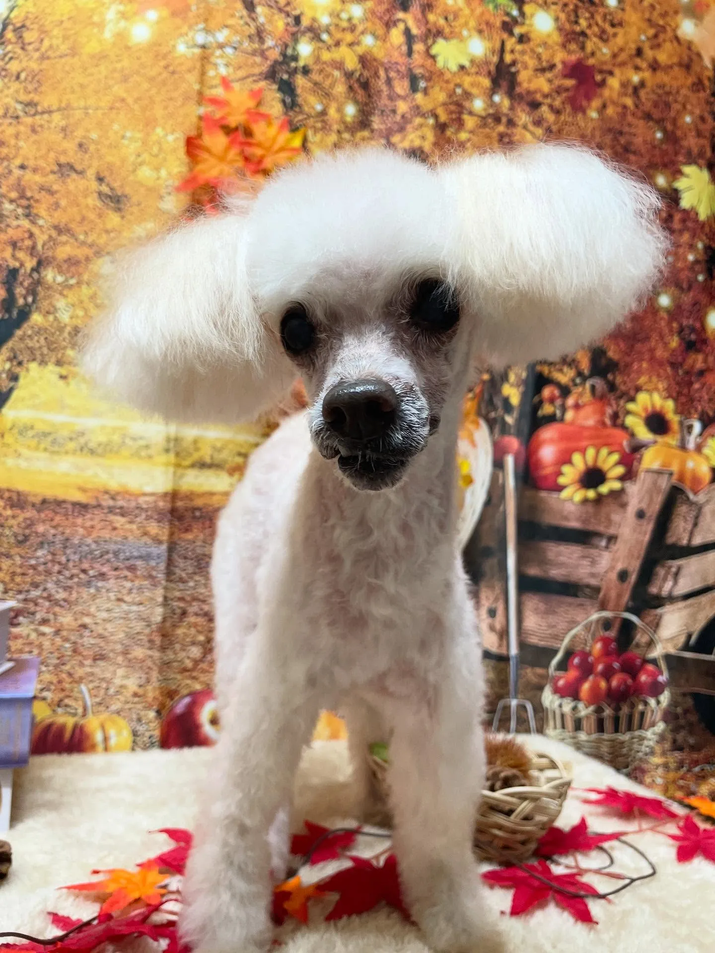 🍃今日のトリミング🍃プードル🐶｜名東区・千種区・守山区の動物...