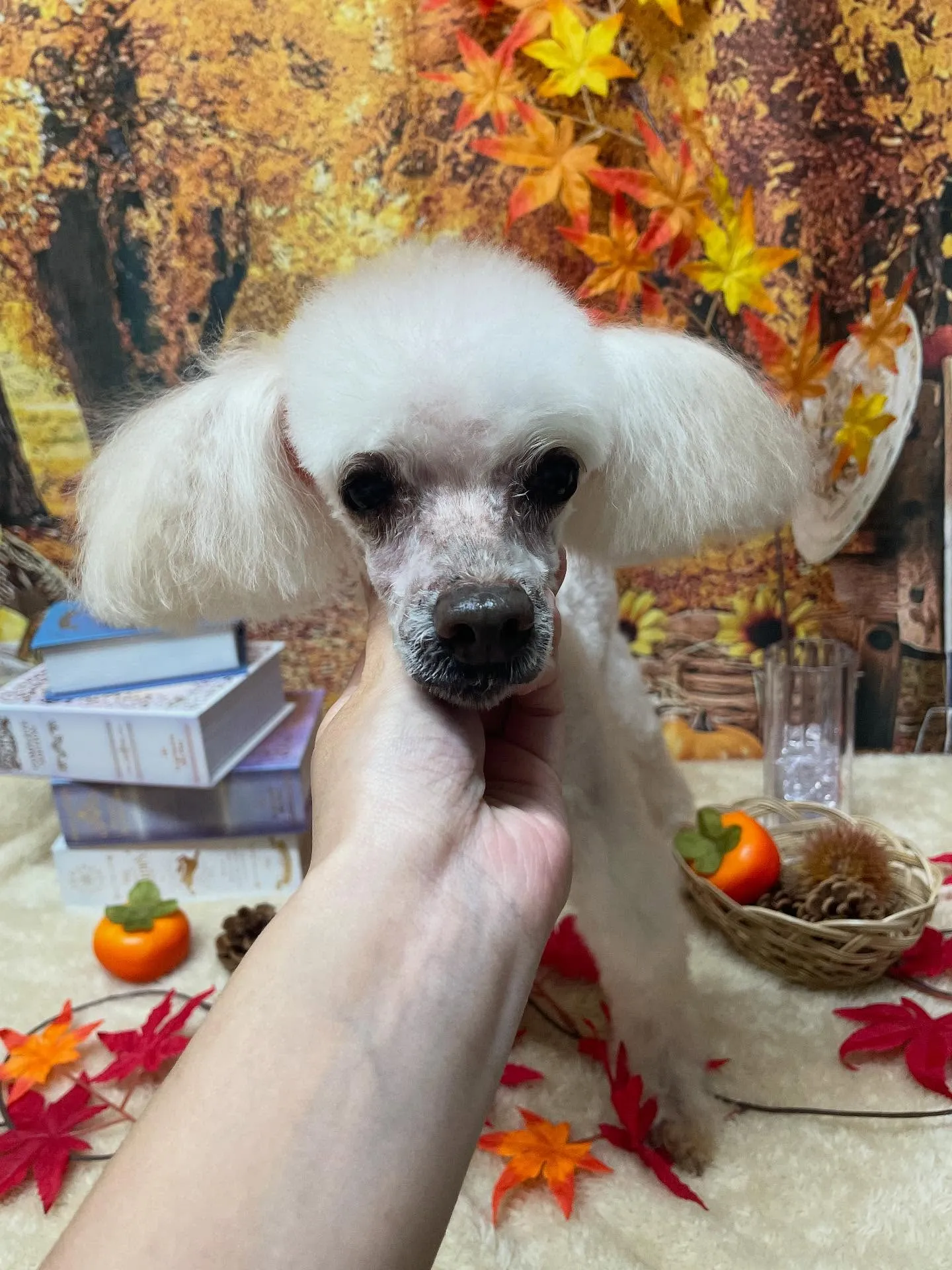 🍃今日のトリミング🍃プードル🐶｜名東区・千種区・守山区の動物...
