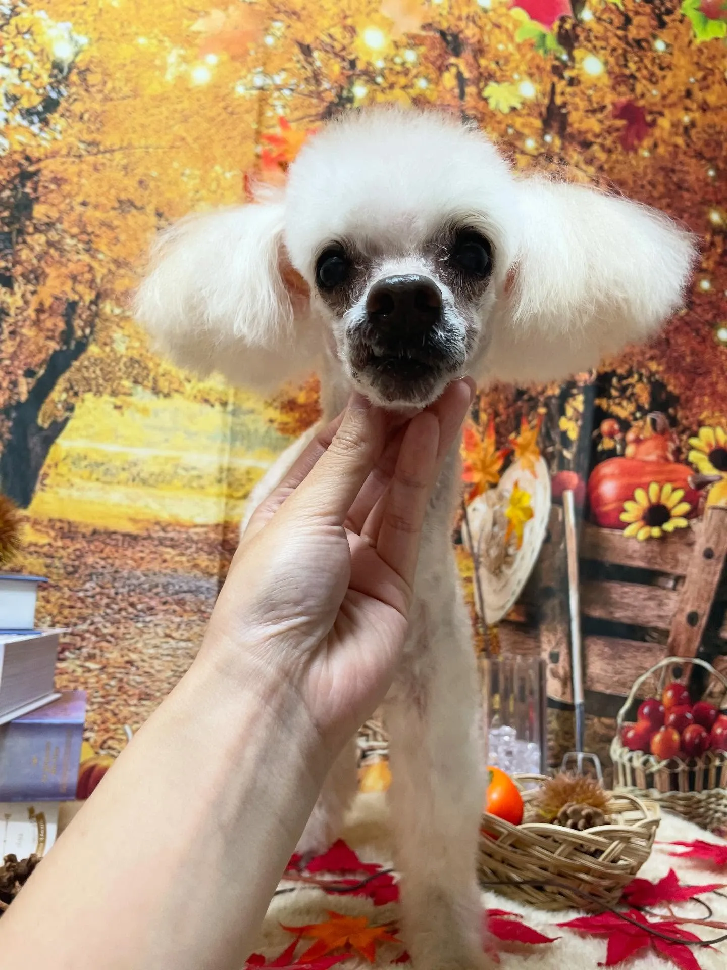 🍃今日のトリミング🍃プードル🐶｜名東区・千種区・守山区の動物...