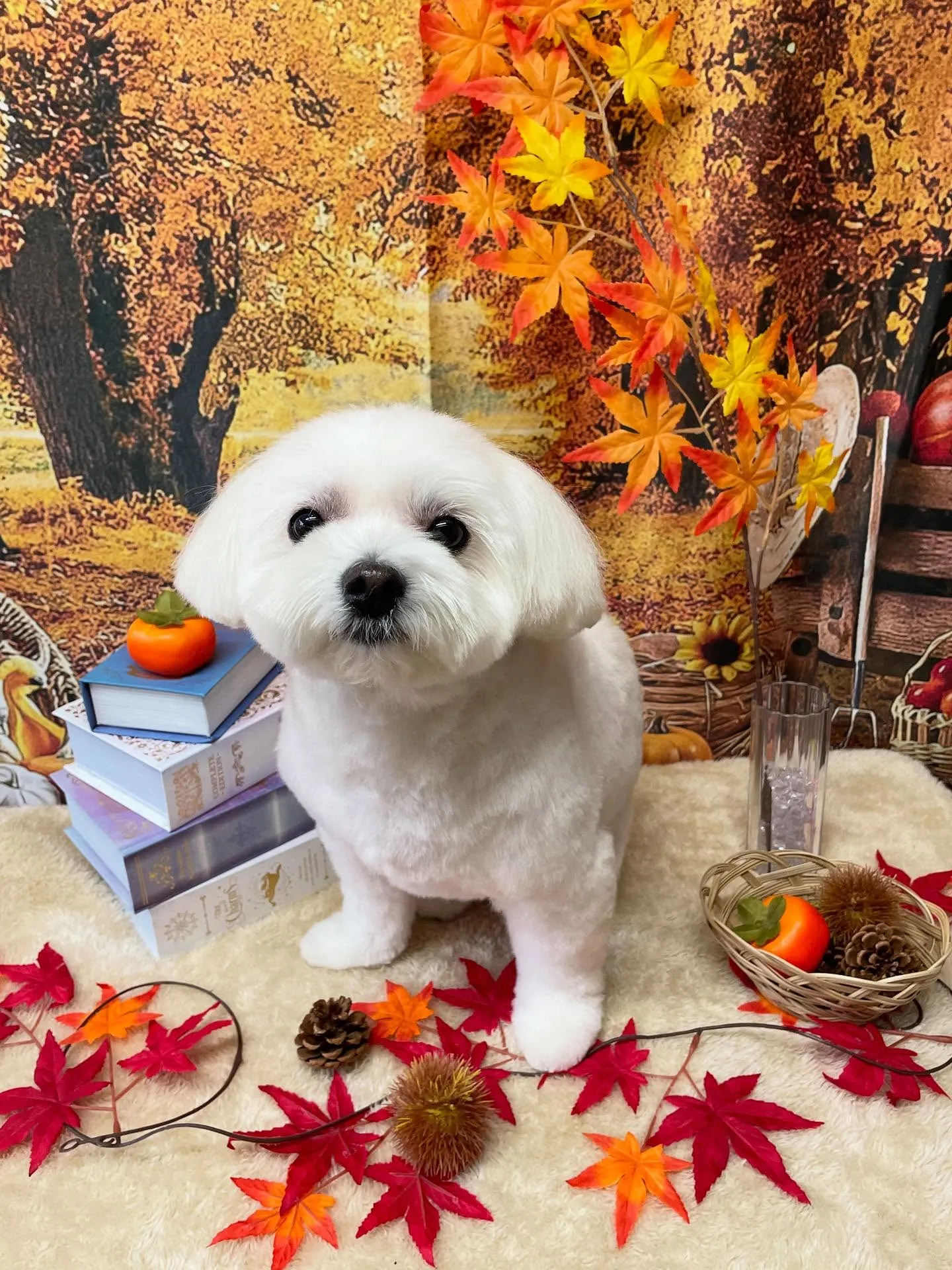 🍃今日のトリミング🍃ミックス犬🐶｜名東区・千種区・守山区の動...