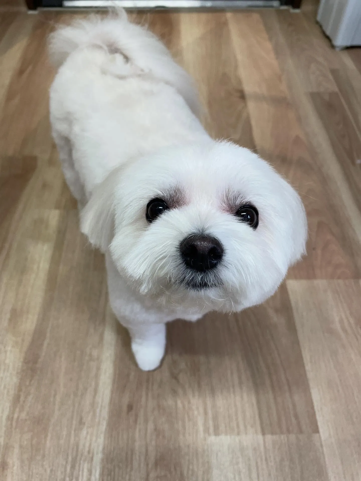 🍃今日のトリミング🍃ミックス犬🐶｜名東区・千種区・守山区の動...
