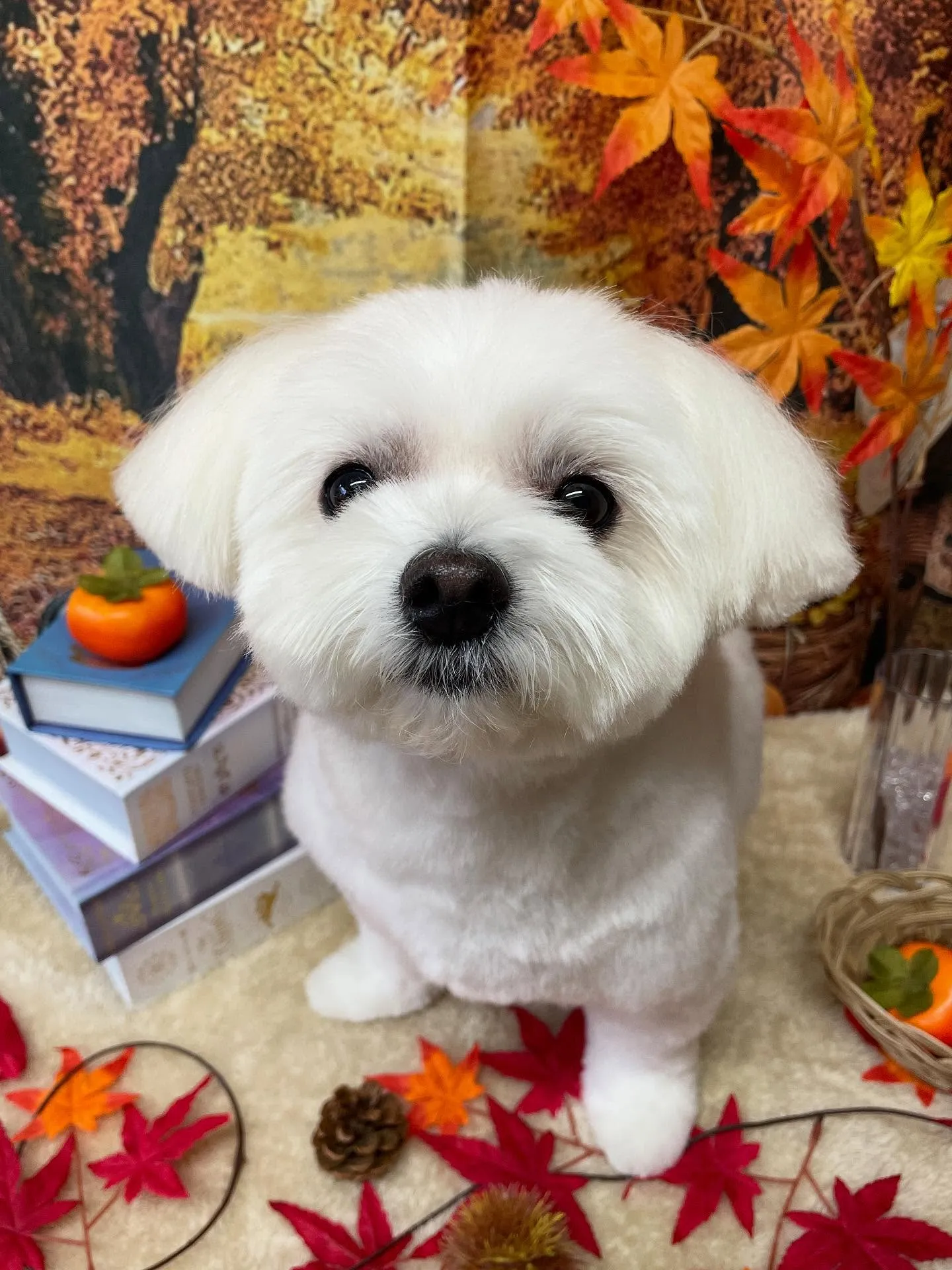 🍃今日のトリミング🍃ミックス犬🐶｜名東区・千種区・守山区の動...