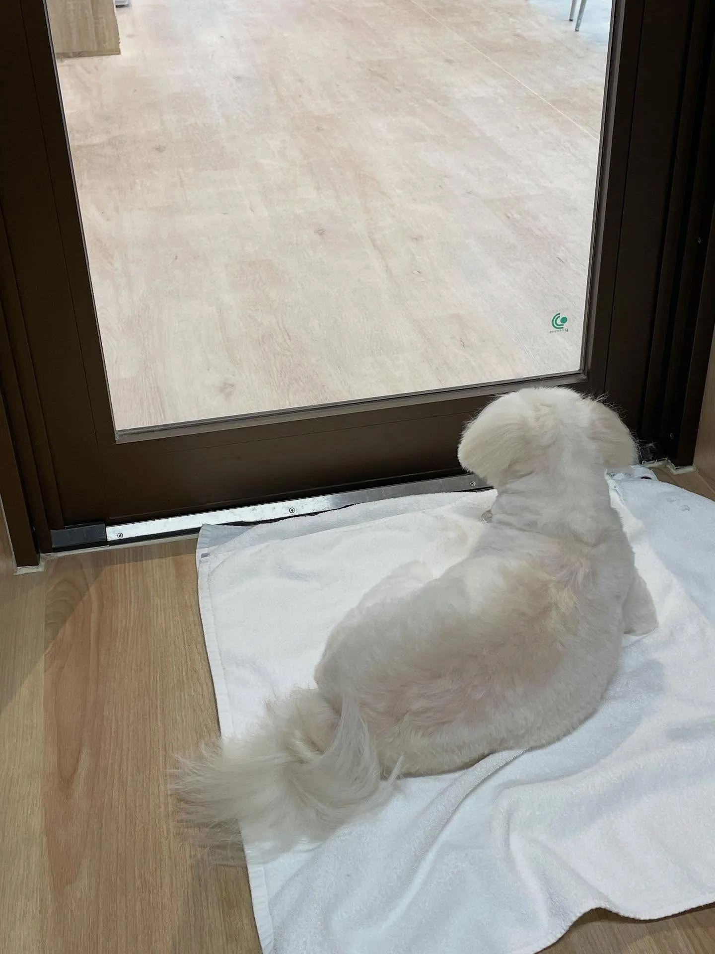 🍃今日のトリミング🍃ミックス犬🐶｜名東区・千種区・守山区の動...