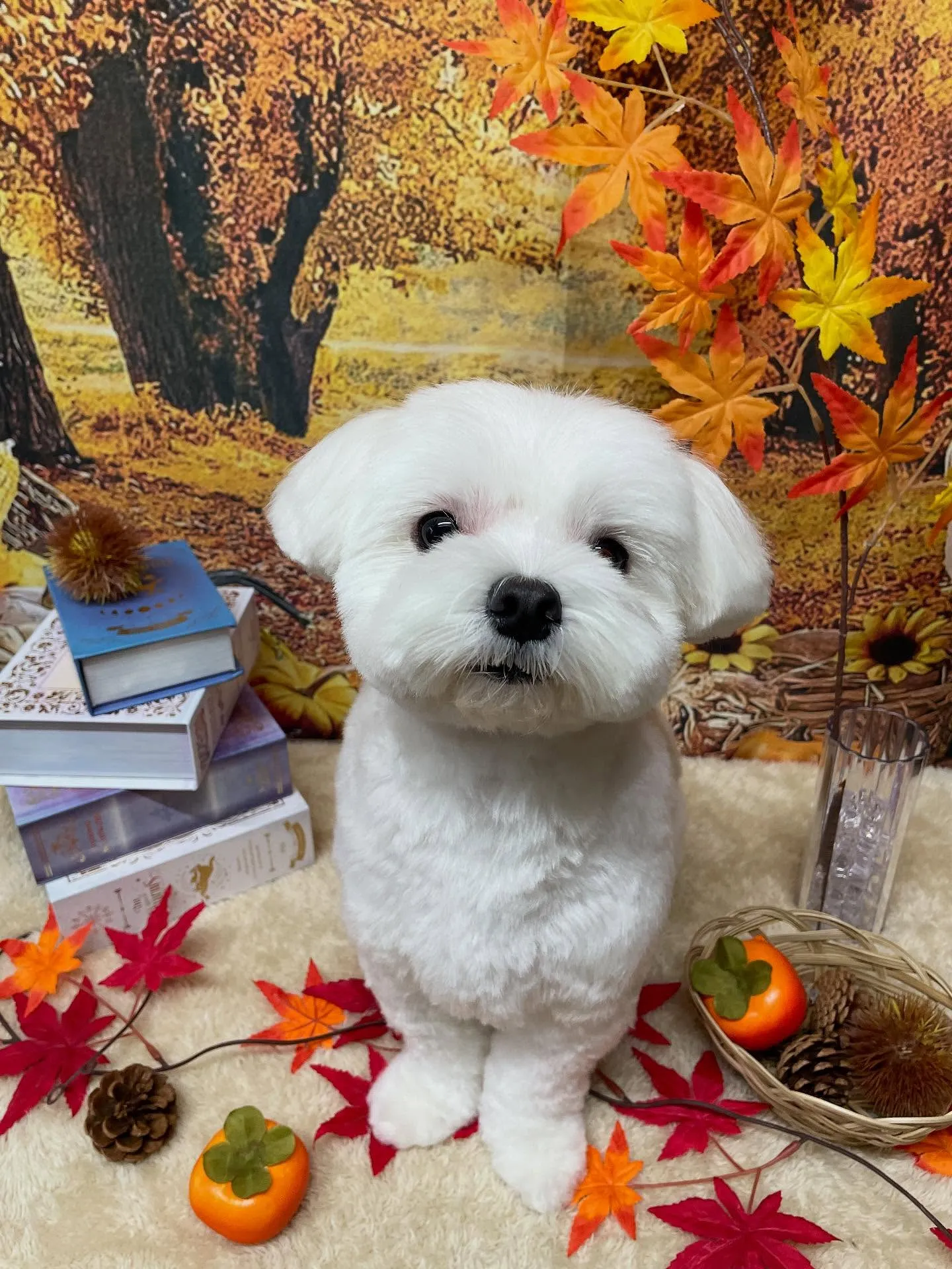 🍃今日のトリミング🍃マルチーズ🐶｜名東区・千種区・守山区の動...