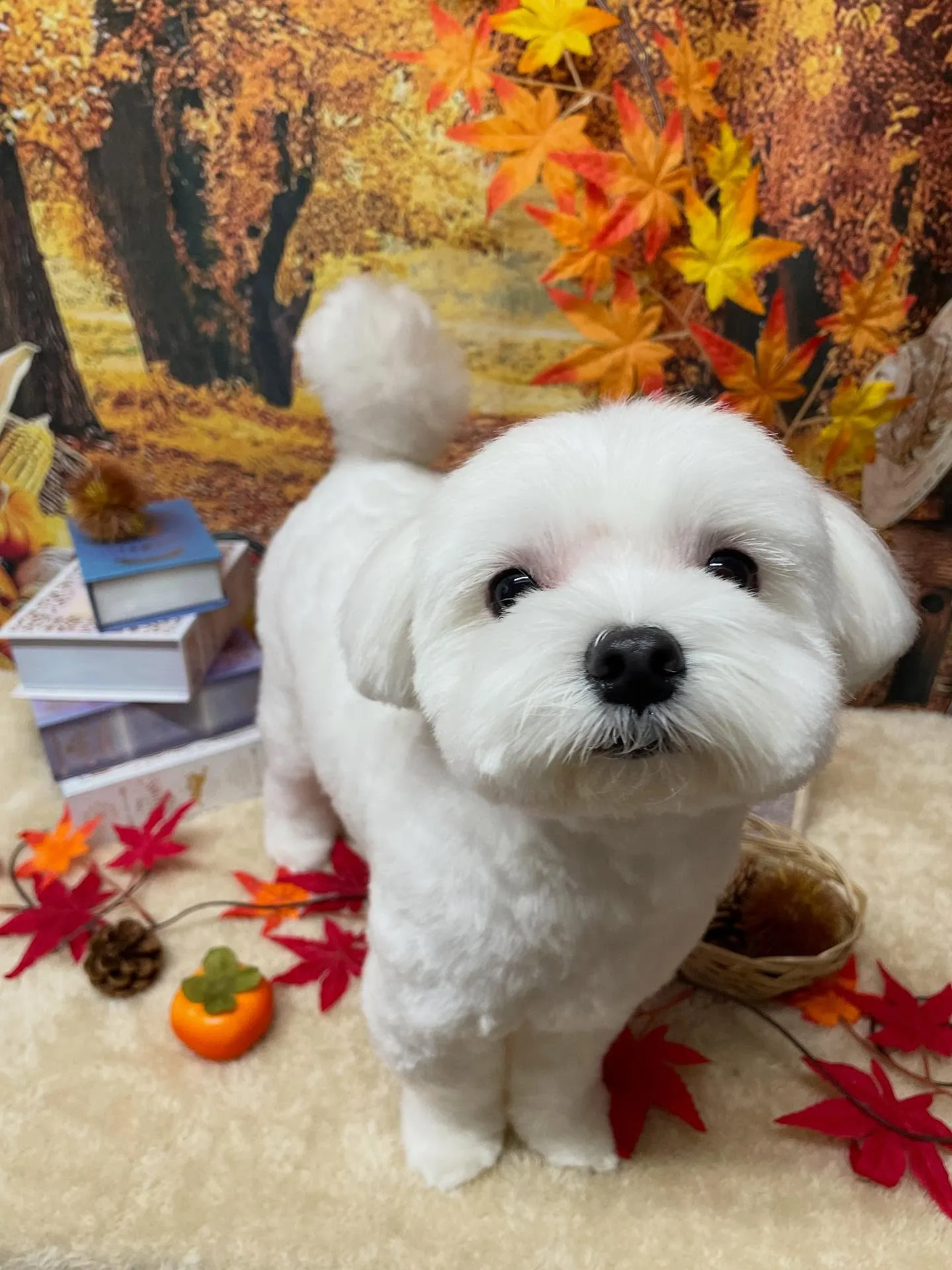 🍃今日のトリミング🍃マルチーズ🐶｜名東区・千種区・守山区の動...