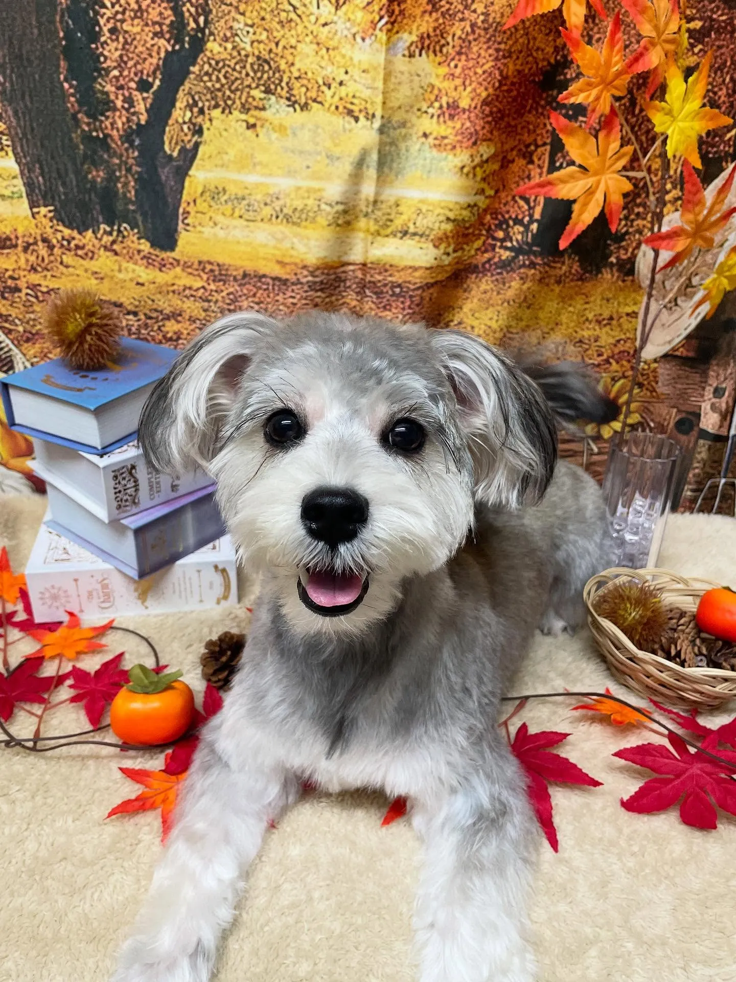 🍃今日のトリミング🍃ミックス犬🐶｜名東区・千種区・守山区の動...