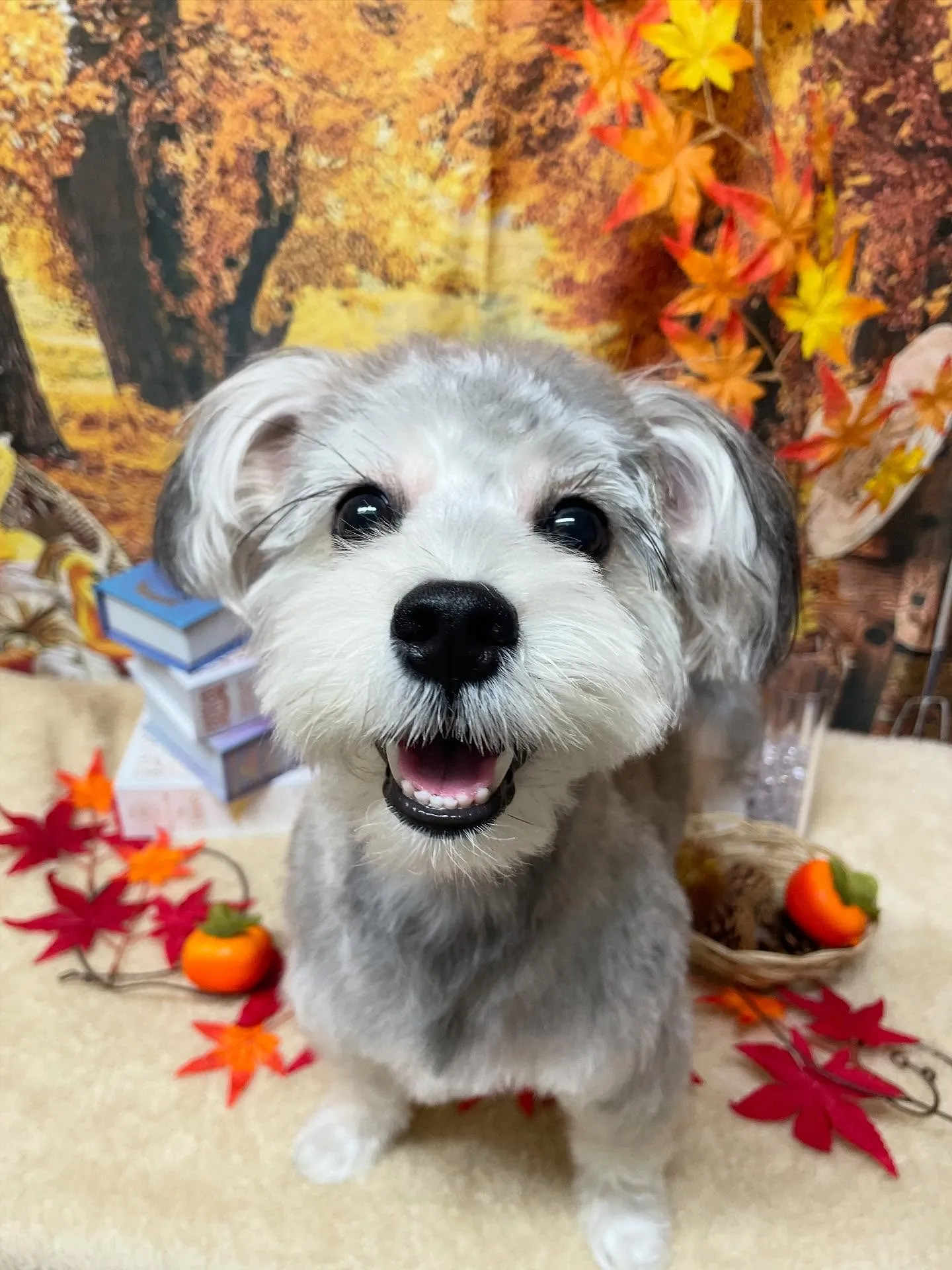 🍃今日のトリミング🍃ミックス犬🐶｜名東区・千種区・守山区の動...