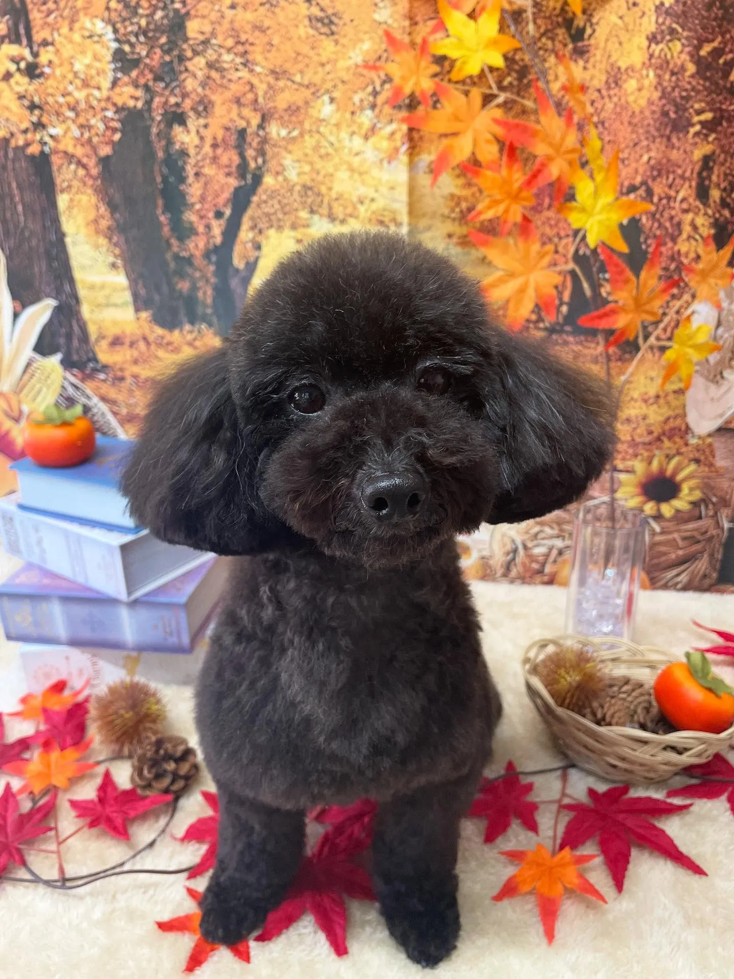 🍃今日のトリミング🍃プードル🐶｜名東区・千種区・守山区の動物...