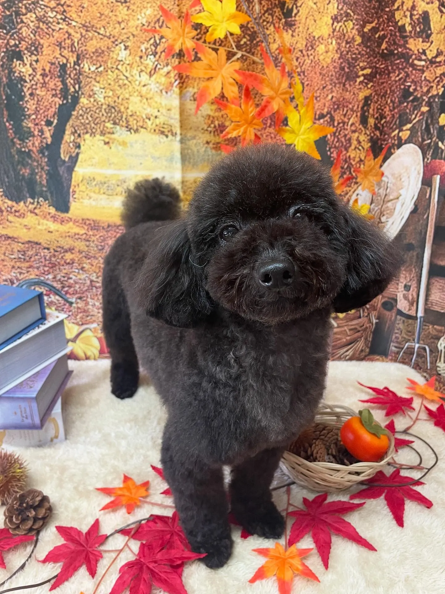 🍃今日のトリミング🍃プードル🐶｜名東区・千種区・守山区の動物...