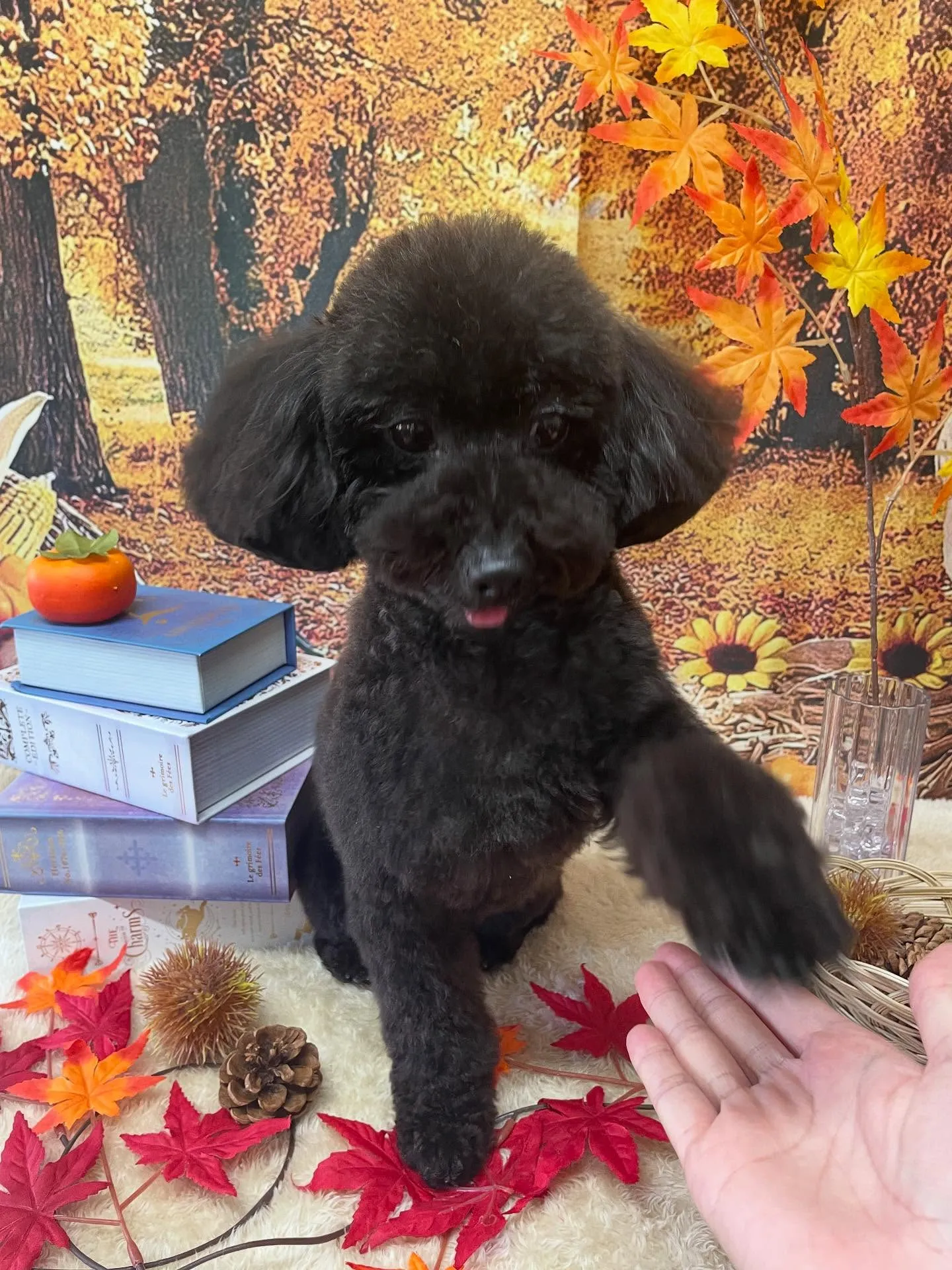 🍃今日のトリミング🍃プードル🐶｜名東区・千種区・守山区の動物...