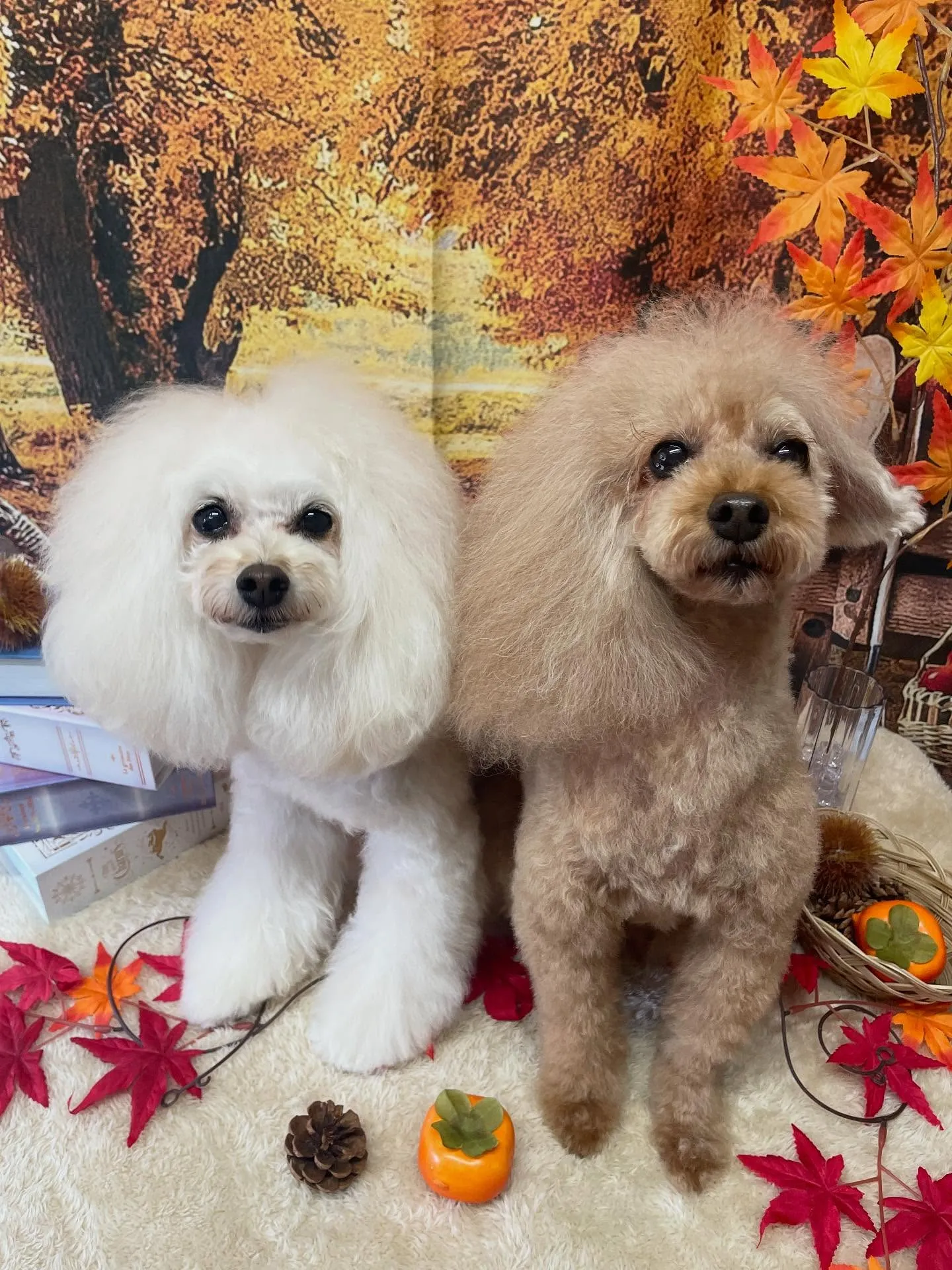 🍃今日のトリミング🍃プードル🐶|名東区・千種区・守山区の動物...