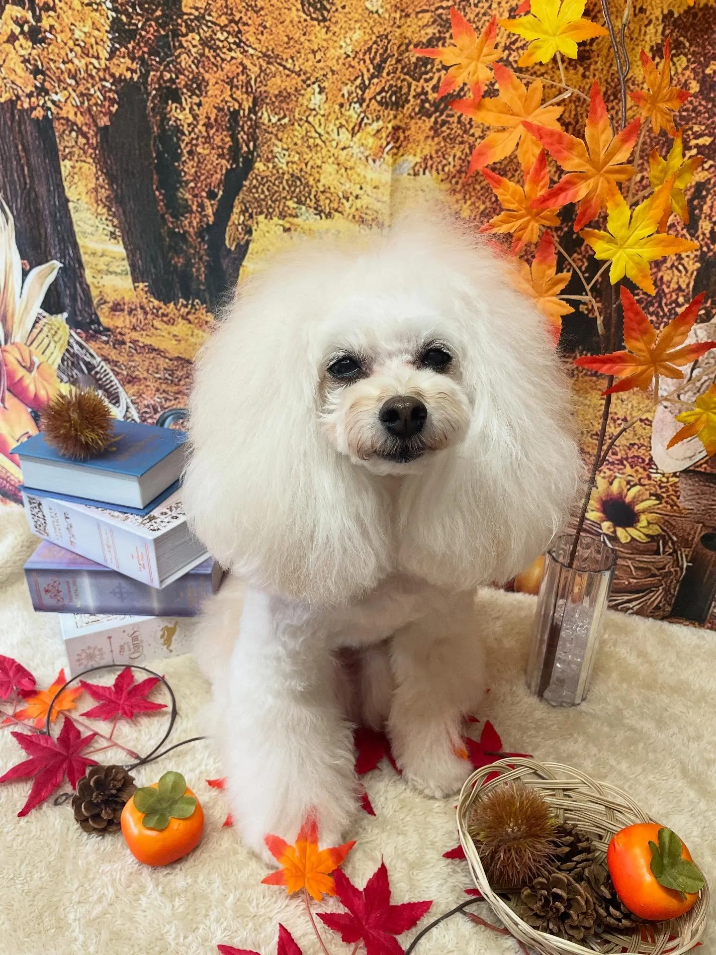 🍃今日のトリミング🍃プードル🐶|名東区・千種区・守山区の動物...