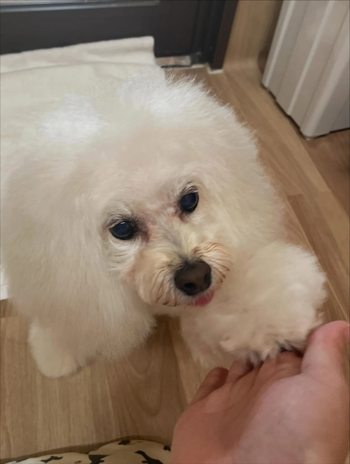 🍃今日のトリミング🍃プードル🐶|名東区・千種区・守山区の動物...