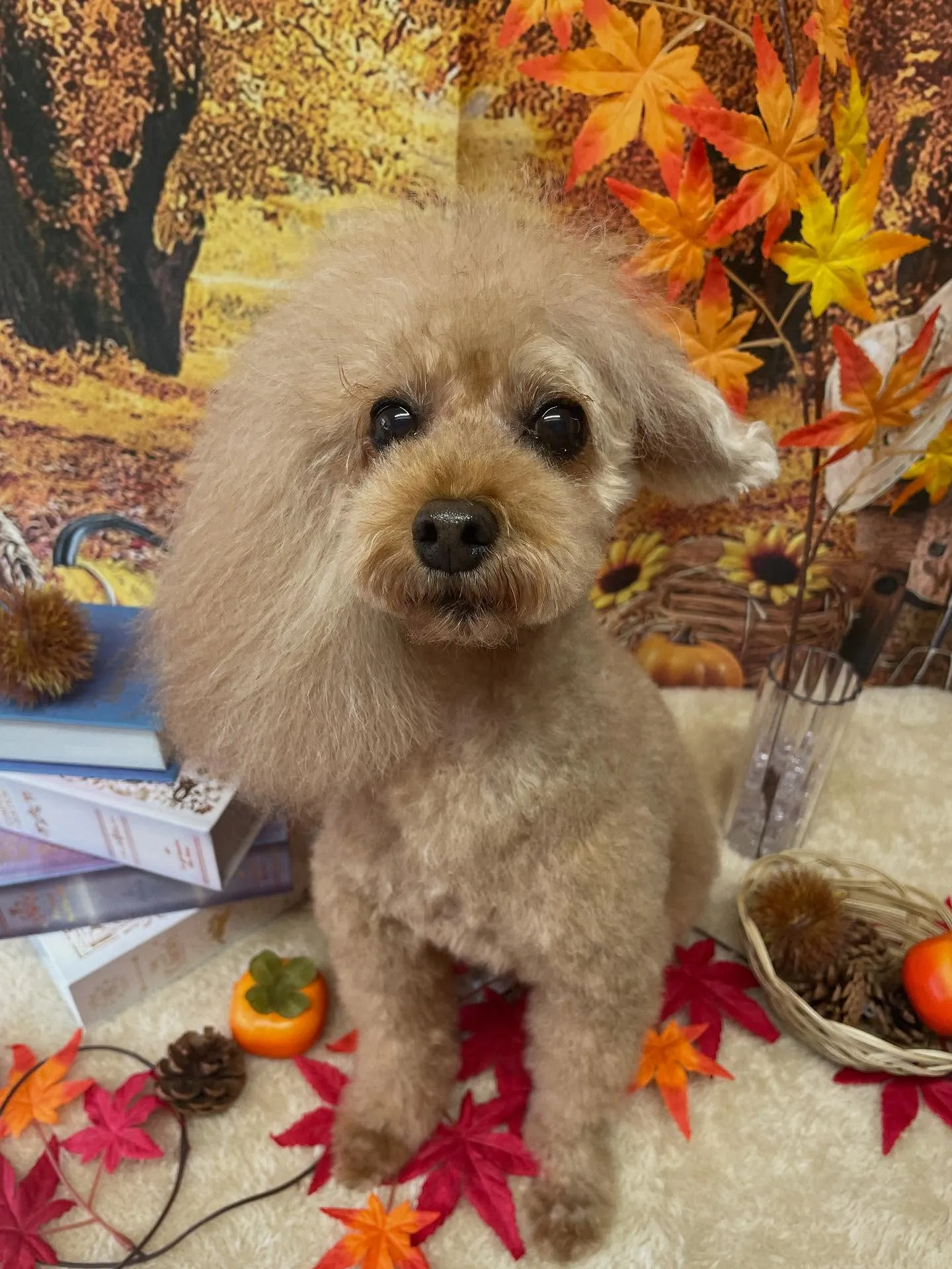 🍃今日のトリミング🍃プードル🐶|名東区・千種区・守山区の動物...