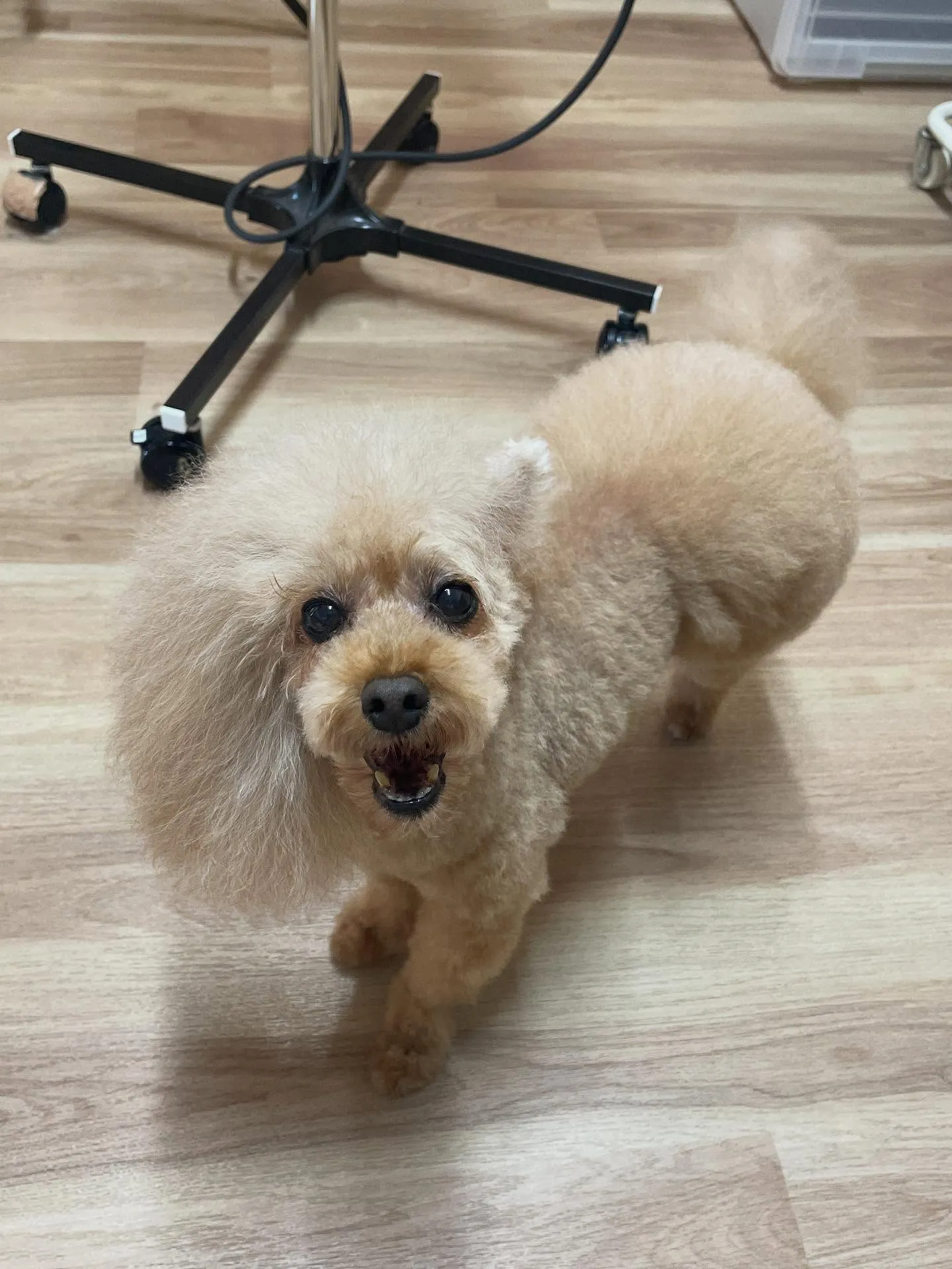 🍃今日のトリミング🍃プードル🐶|名東区・千種区・守山区の動物...